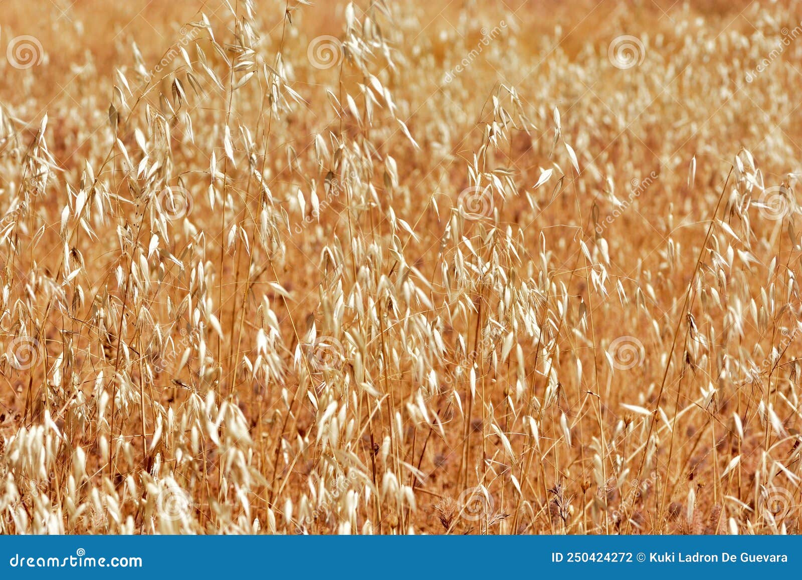 field of dry wild oats in summer