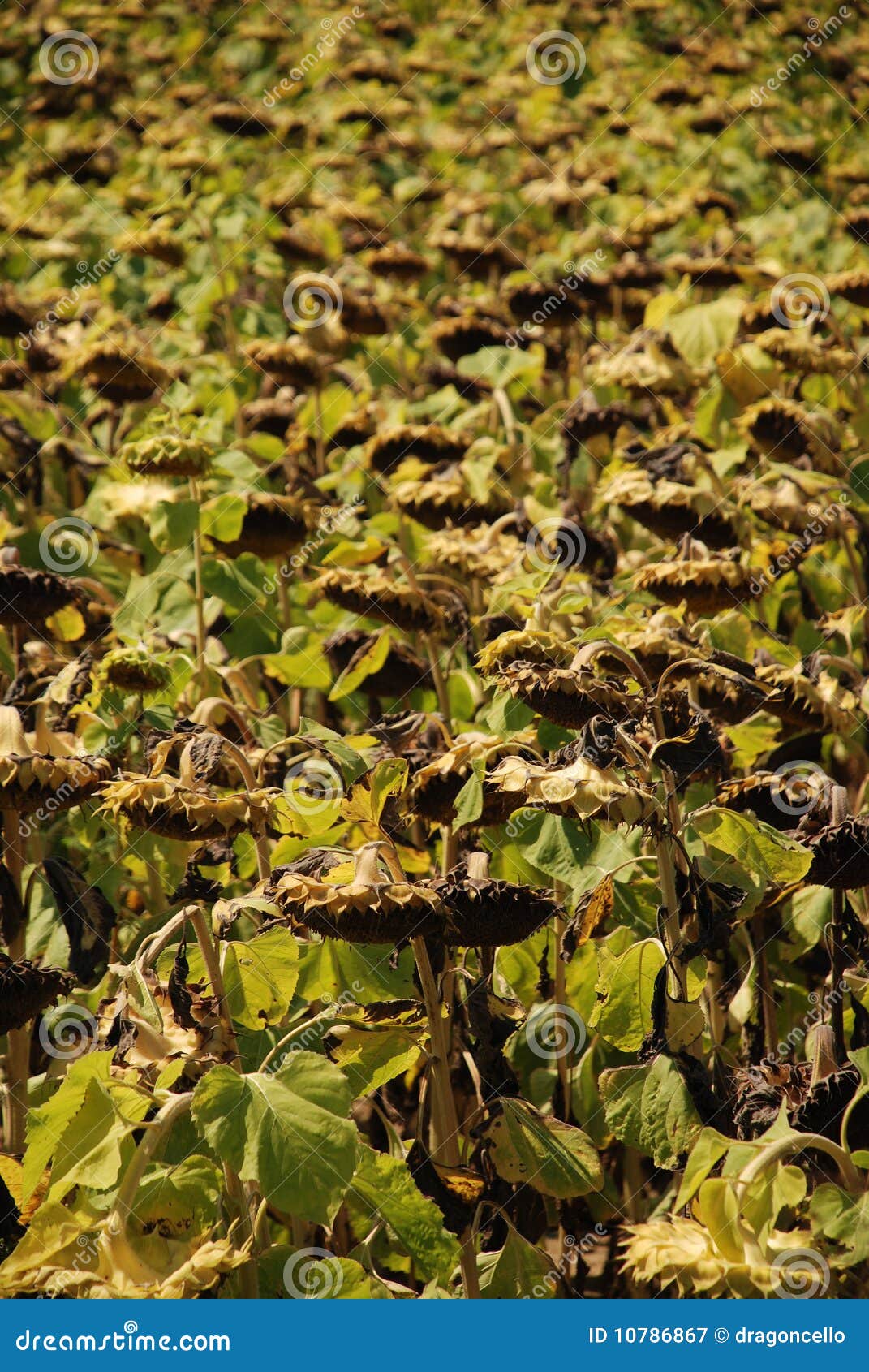 Field of Drying Sunflowers stock image. Image of country 10786867
