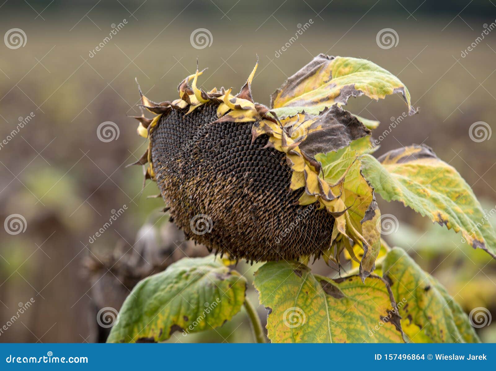 Field of Drying Sunflowers in Aquitaine. France Stock Photo - Image of ...
