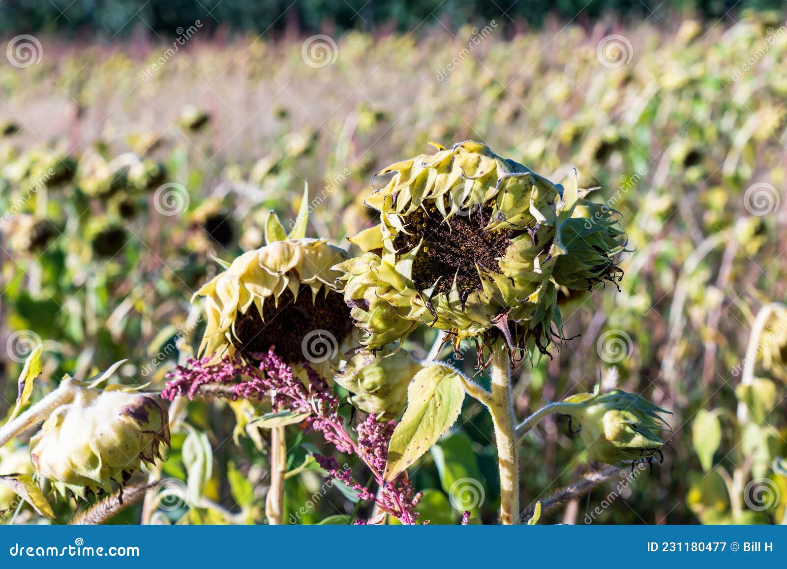 A Field of Dying Sunflowers on a Sunny Fall Day at a Farm Stock Image ...