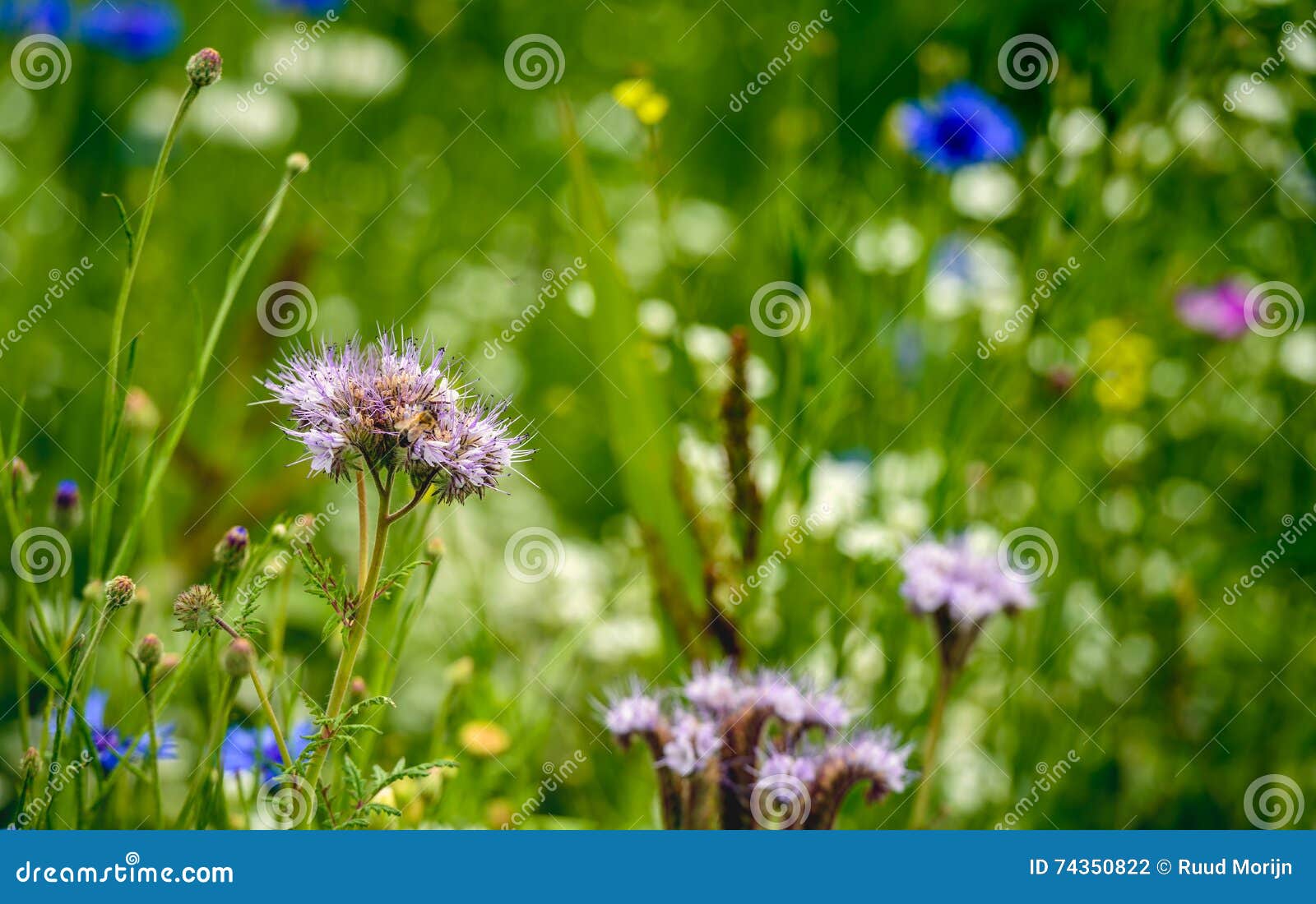 field edge to support the conservation of biodiversity