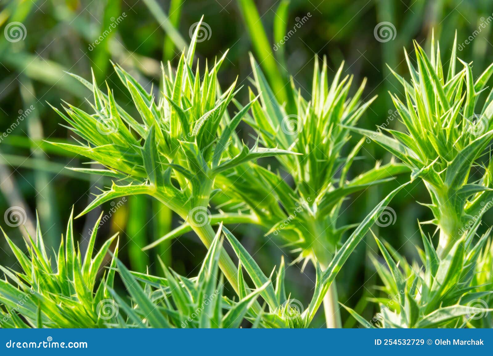 field eryngo or eryngium campestre. cardo corredor. plant member of the apiaceae family