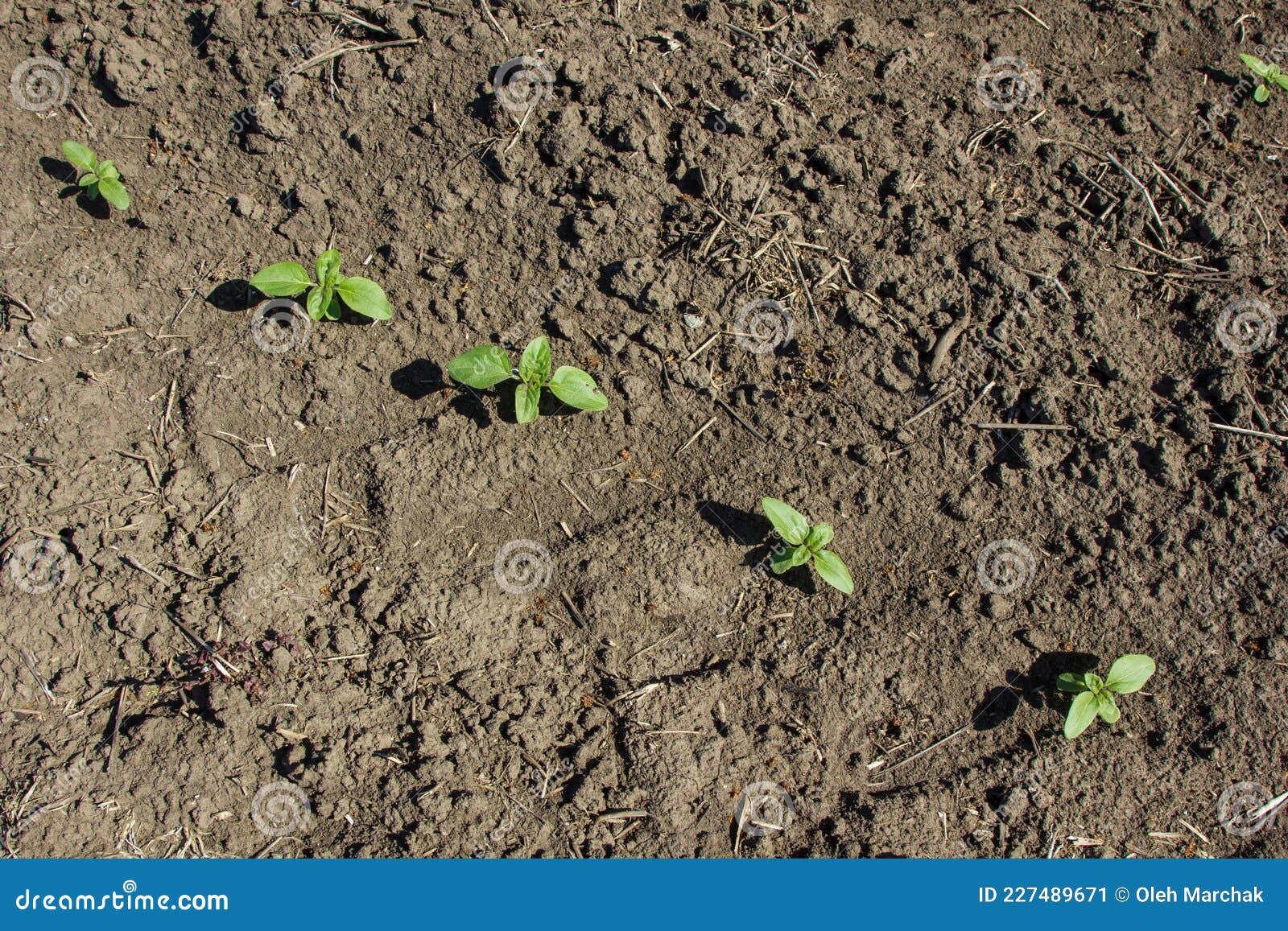 In the Field of the Farm Sunflower Sprouts Grow Stock Image Image of