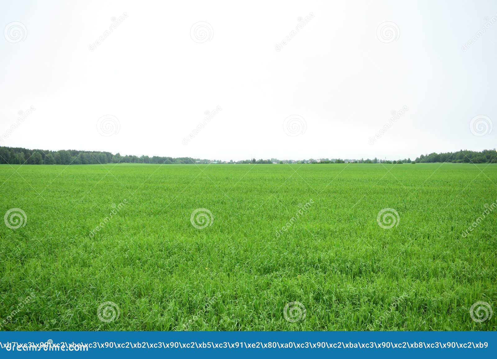 the field fascinates with its lush greenery agro system.  the forest frames an agricultural field