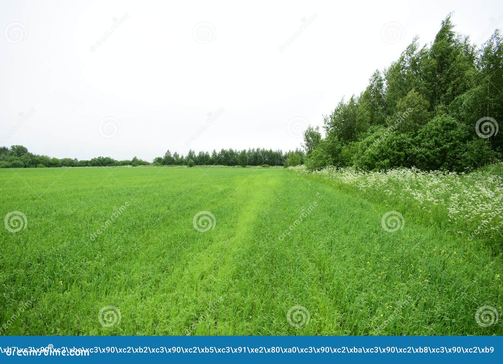 the field fascinates with its lush greenery agro system.  the forest frames an agricultural field