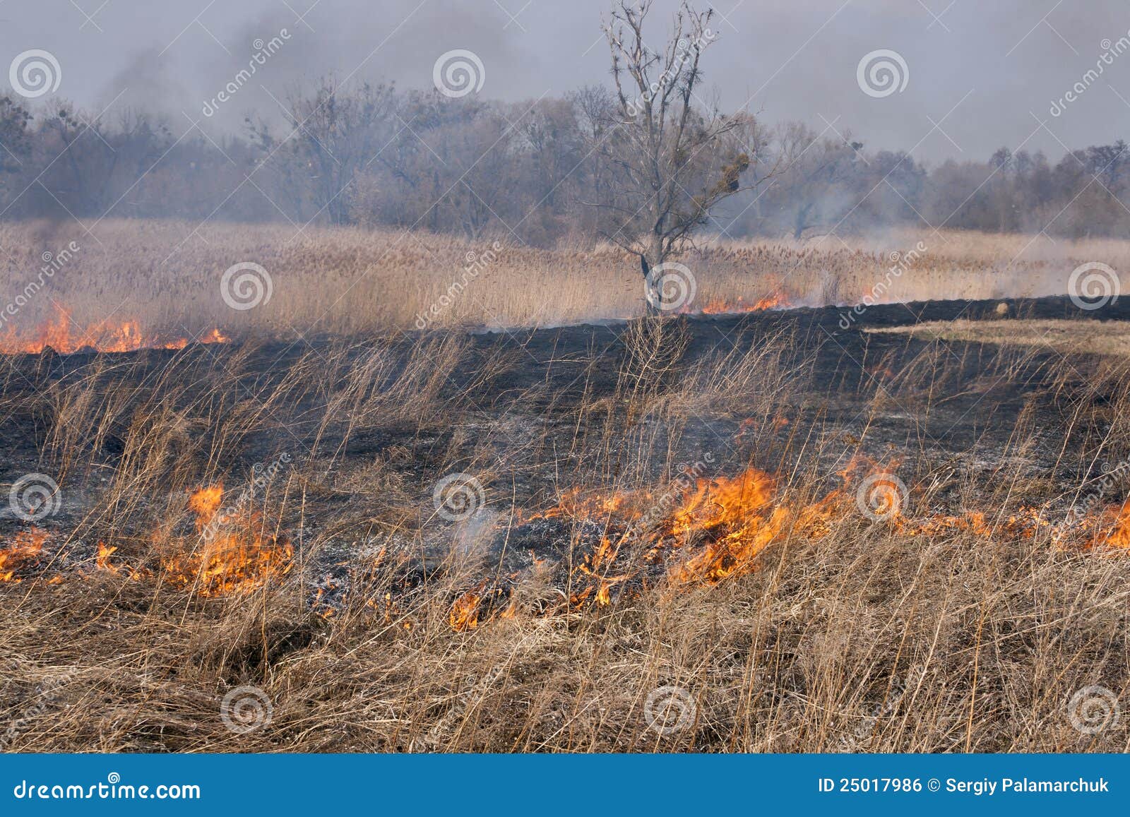 Field on fire stock photo. Image of rush, heat, horizontal 25017986