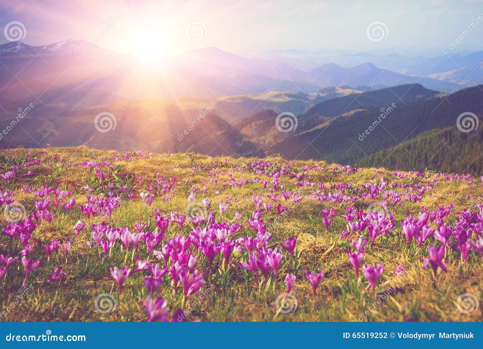field of first blooming spring flowers crocus as soon as snow descends on the background of mountains in sunlight.