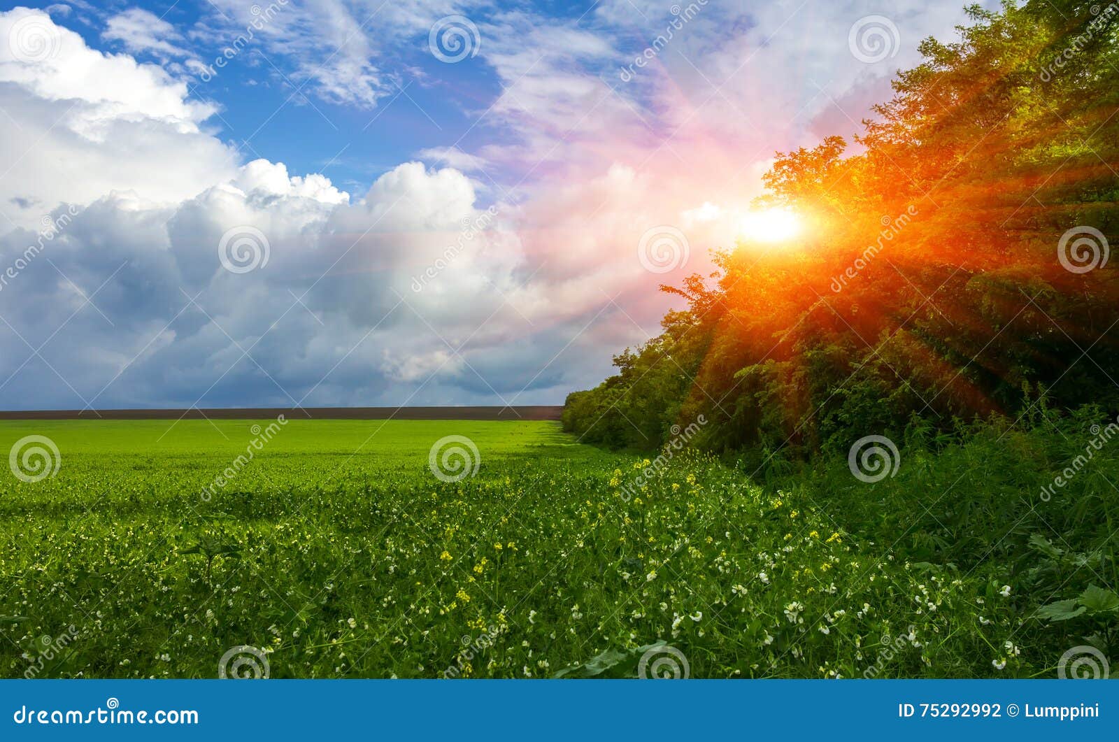 field flowering grass, grove, perfect clouds at sunset
