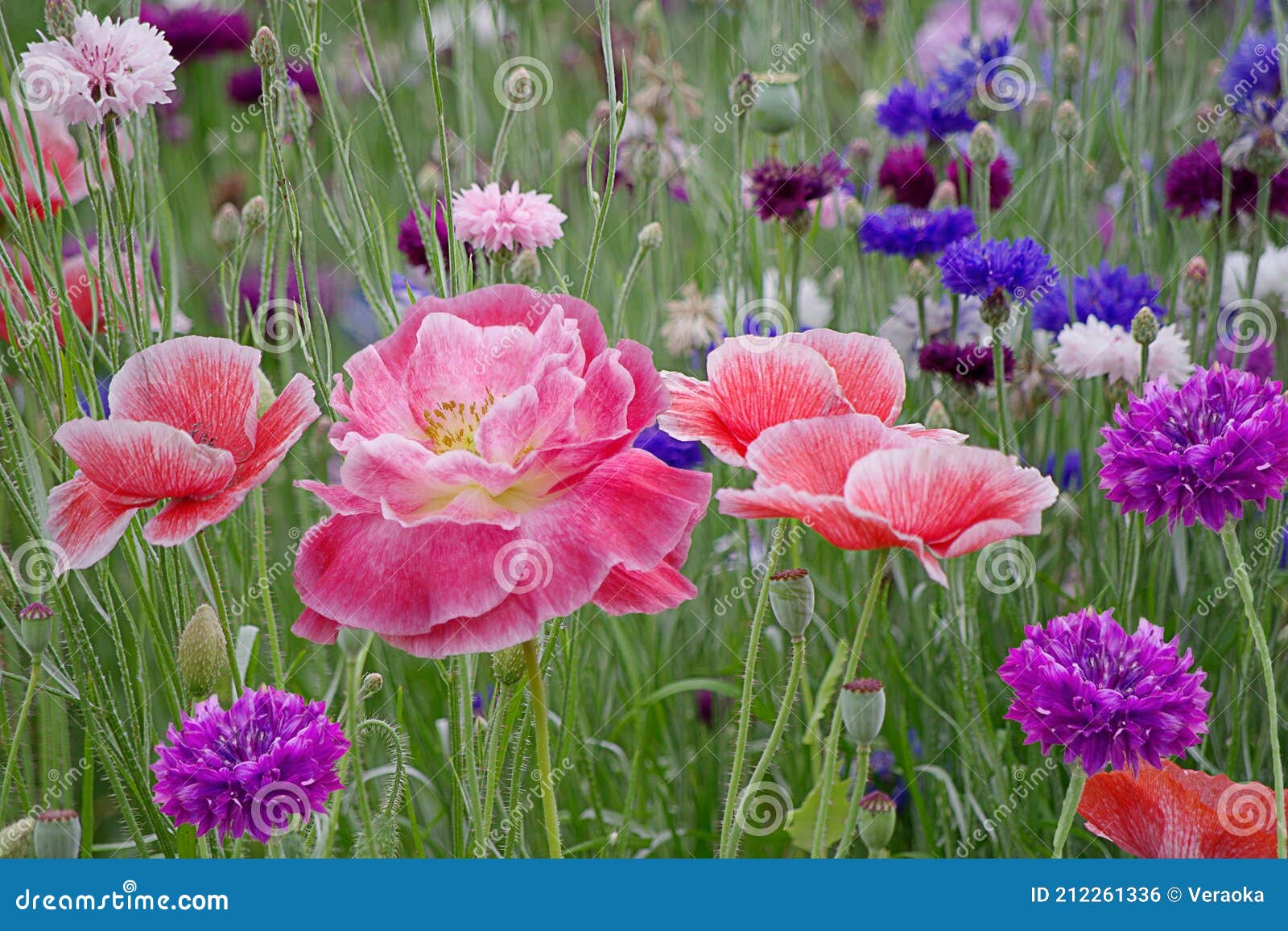 Field of Flowering Poppies and Cornflowers Stock Photo Image of color