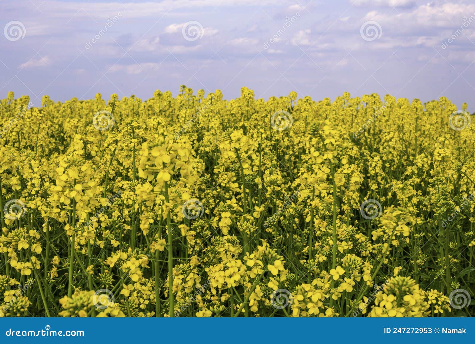 Field of Flowering Yellow Turnip Against the Background of Clouds in