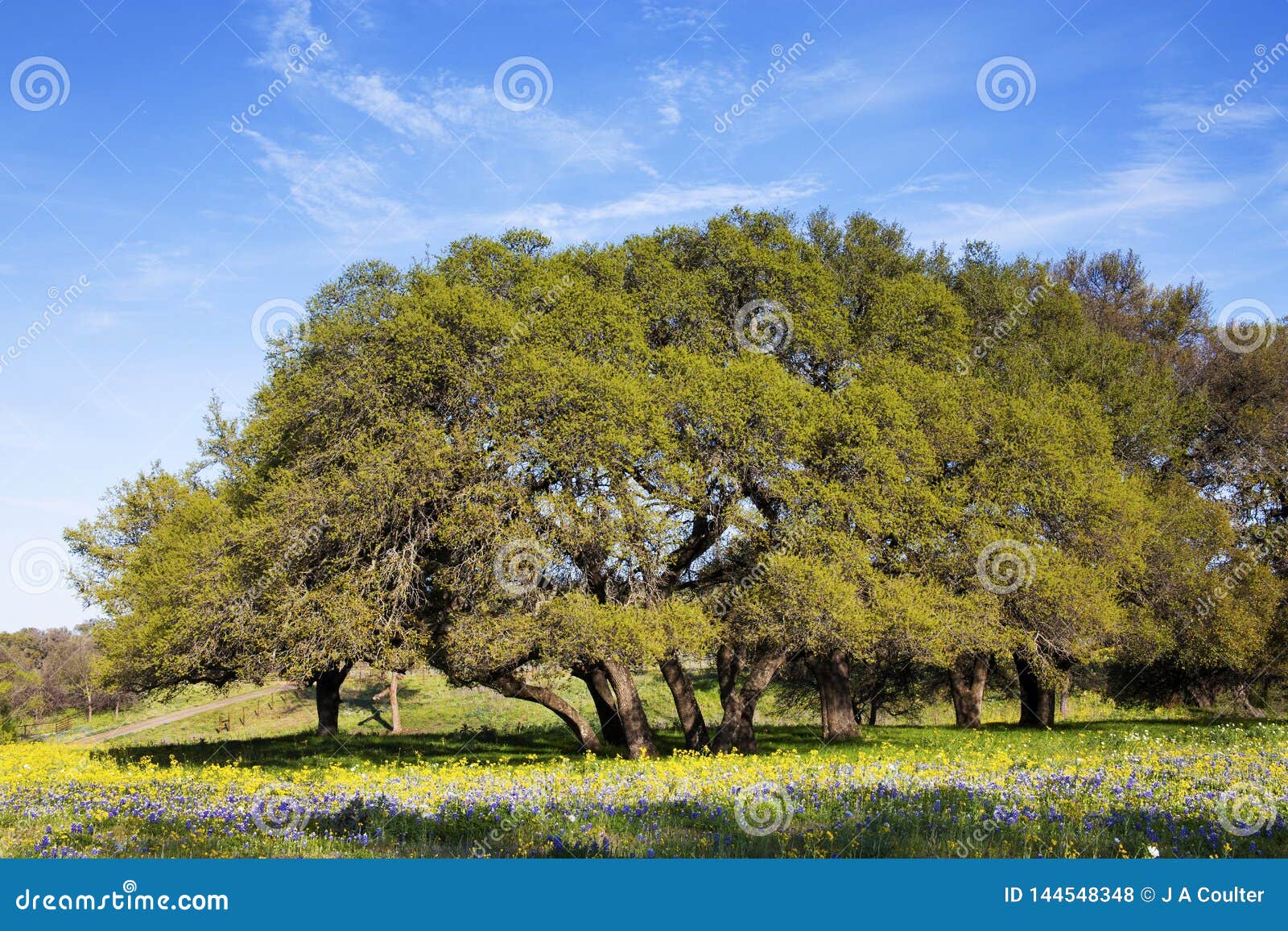 Field of Flowers in Front of Shapely Trees in the Hill Country of Texas  Stock Photo - Image of texas, nature: 144548348, image size:1600x1157