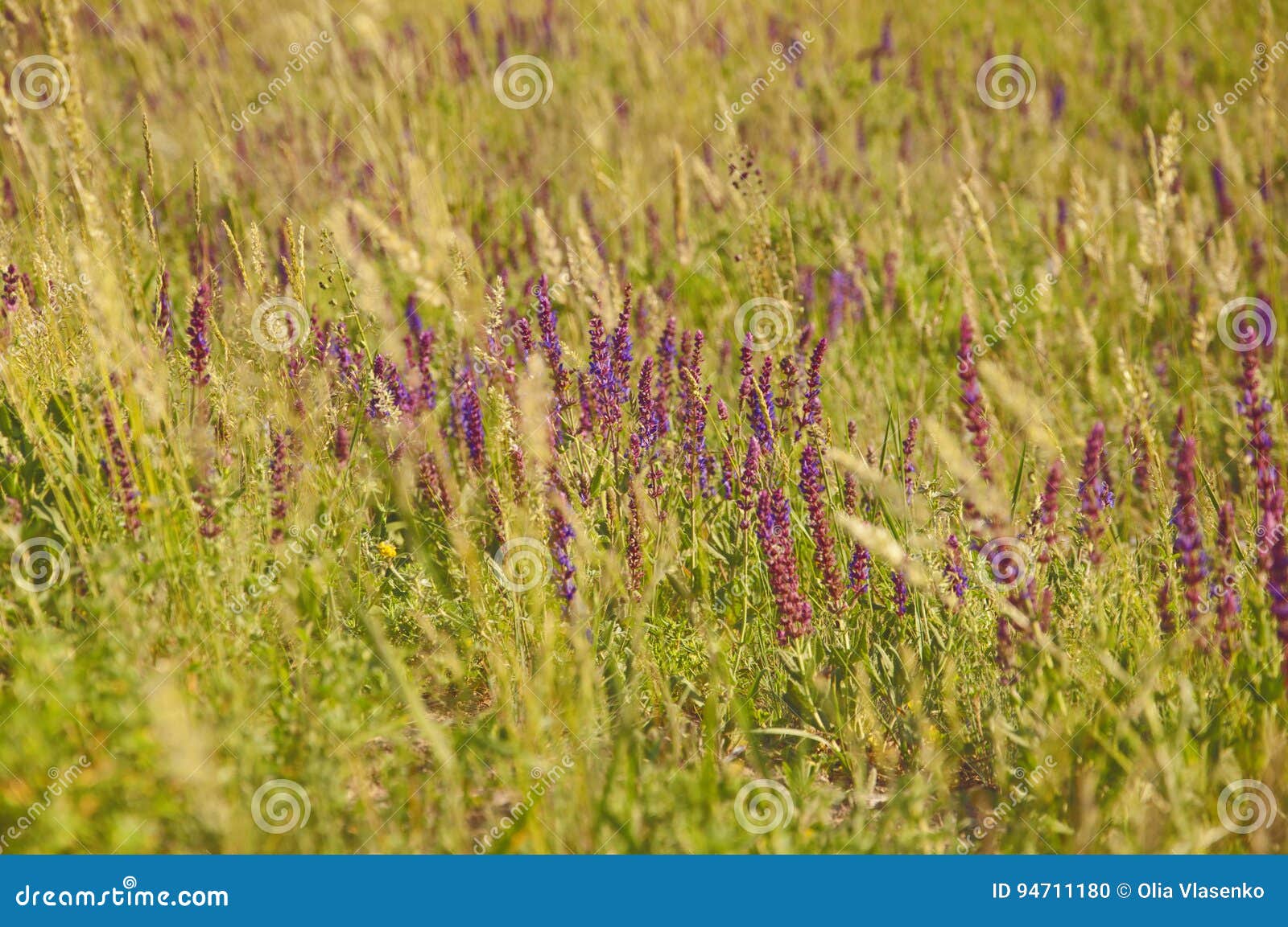 Field with Flowers and Grass Stock Photo Image of growth, natural