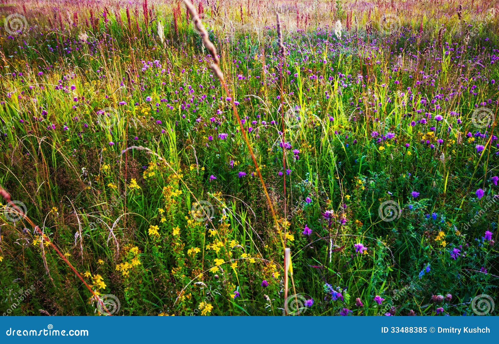 Field with Flowers and Grass Stock Image Image of grass, land 33488385