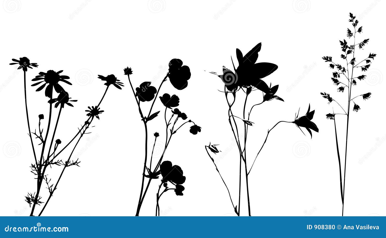 field flowers, herbs and plants, , traced