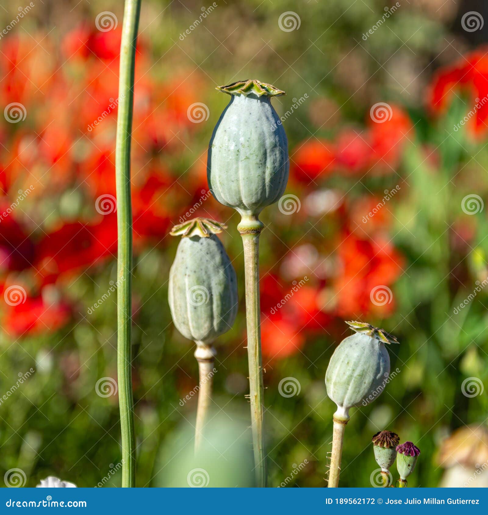 royal poppy farm field