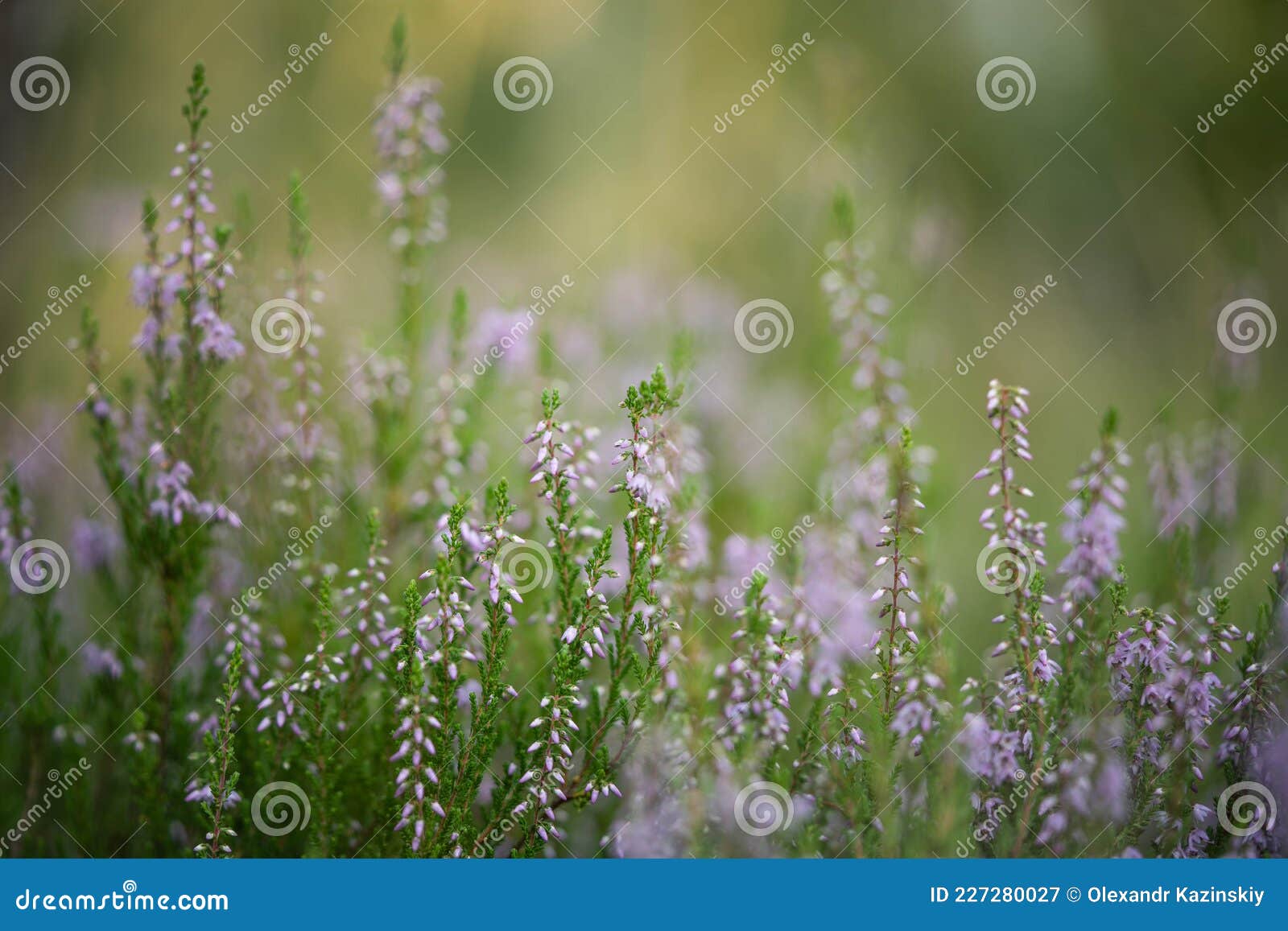 Field in the Forest with Delicate Small Flowers Stock Image Image of