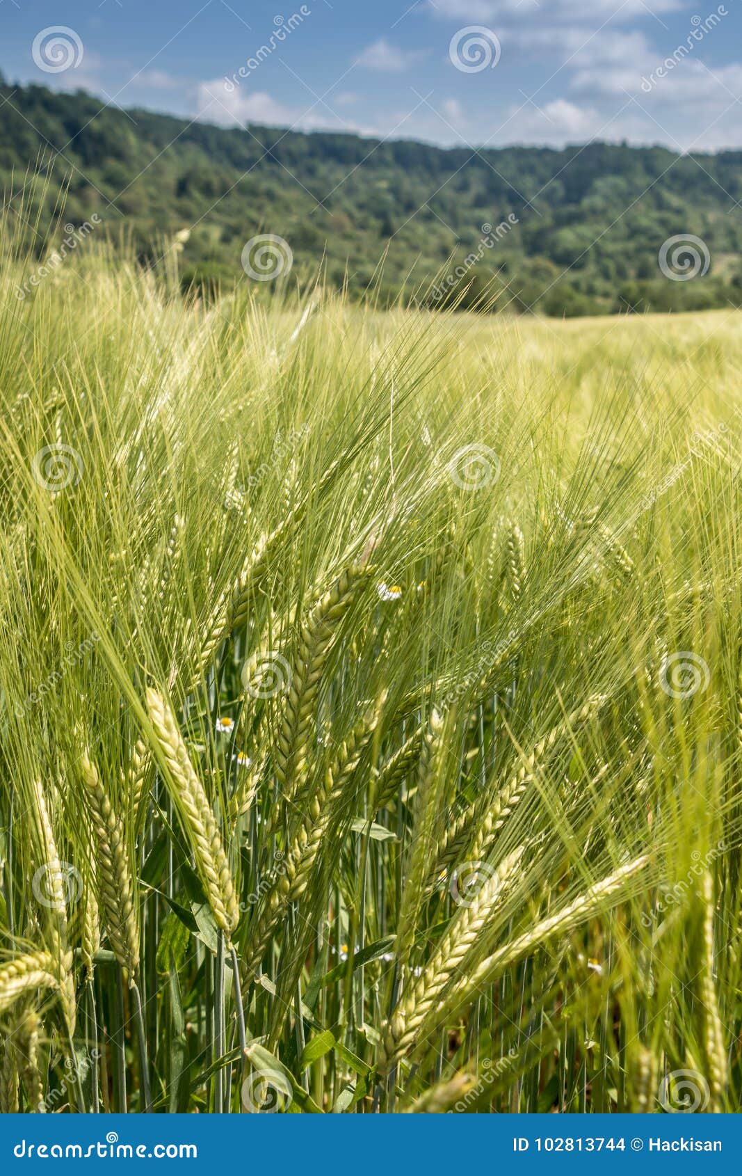 Field and forest stock photo. Image of grass, green 102813744