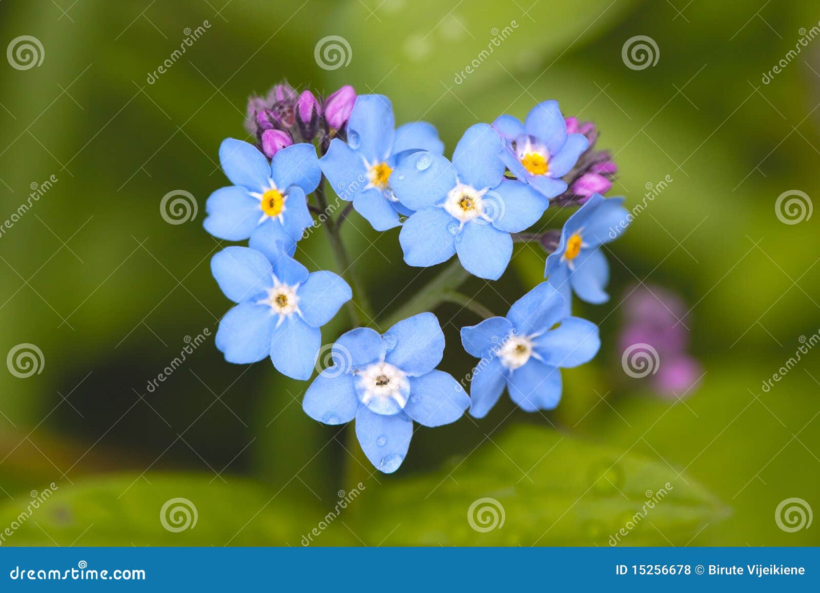 field forget-me-not