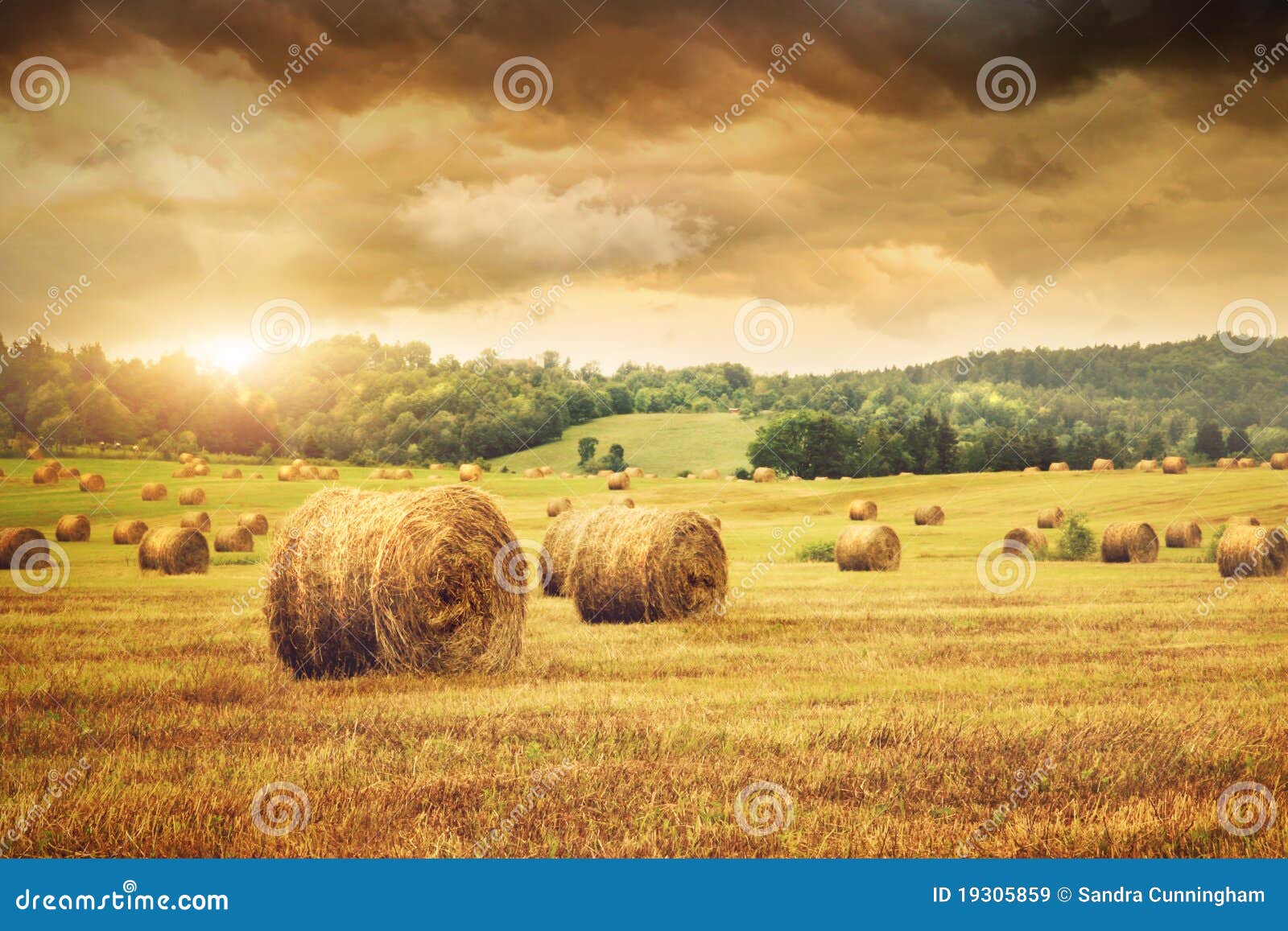 field of freshly bales of hay