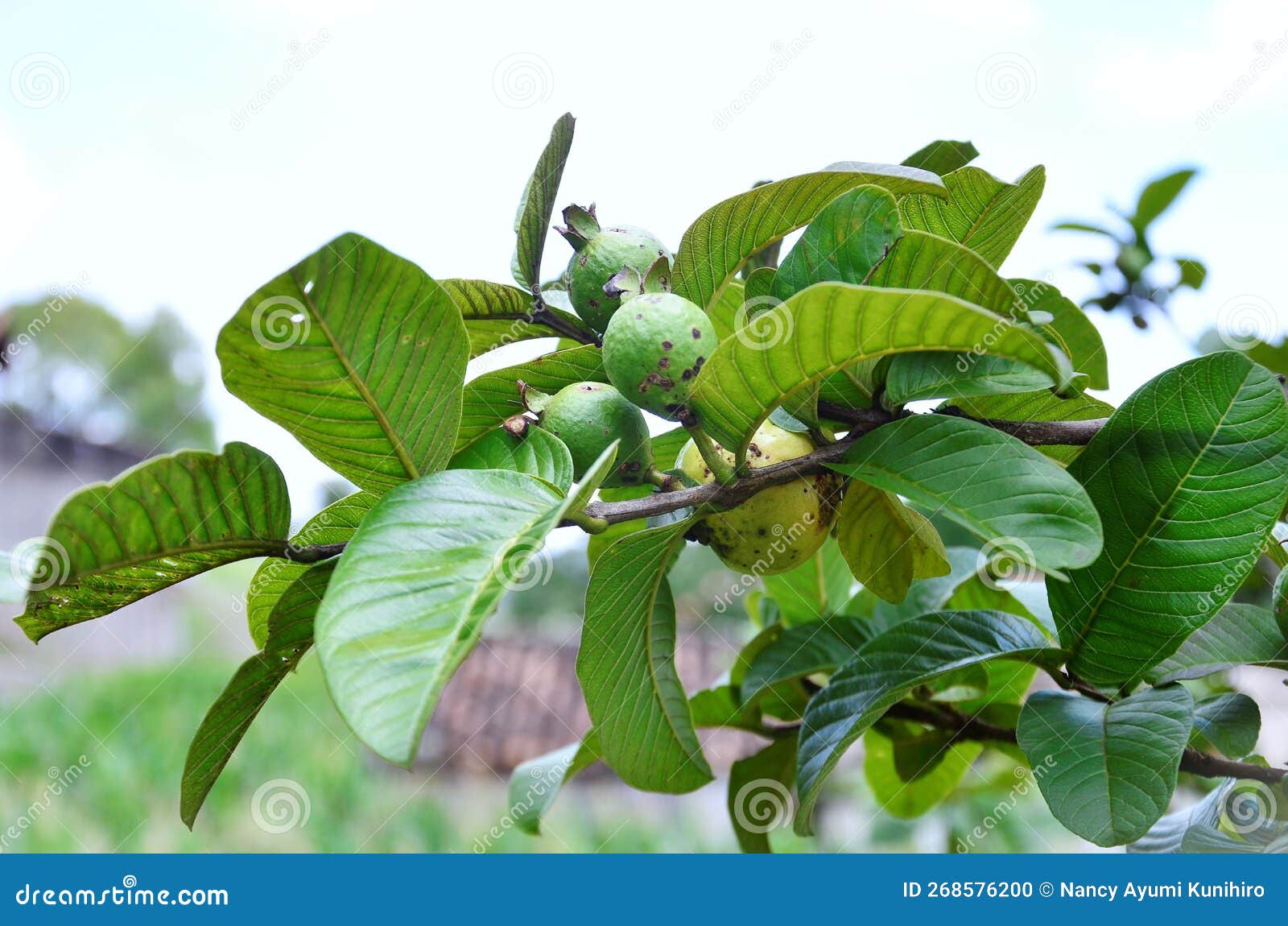the fruits and leaves of psidium guajava ripening