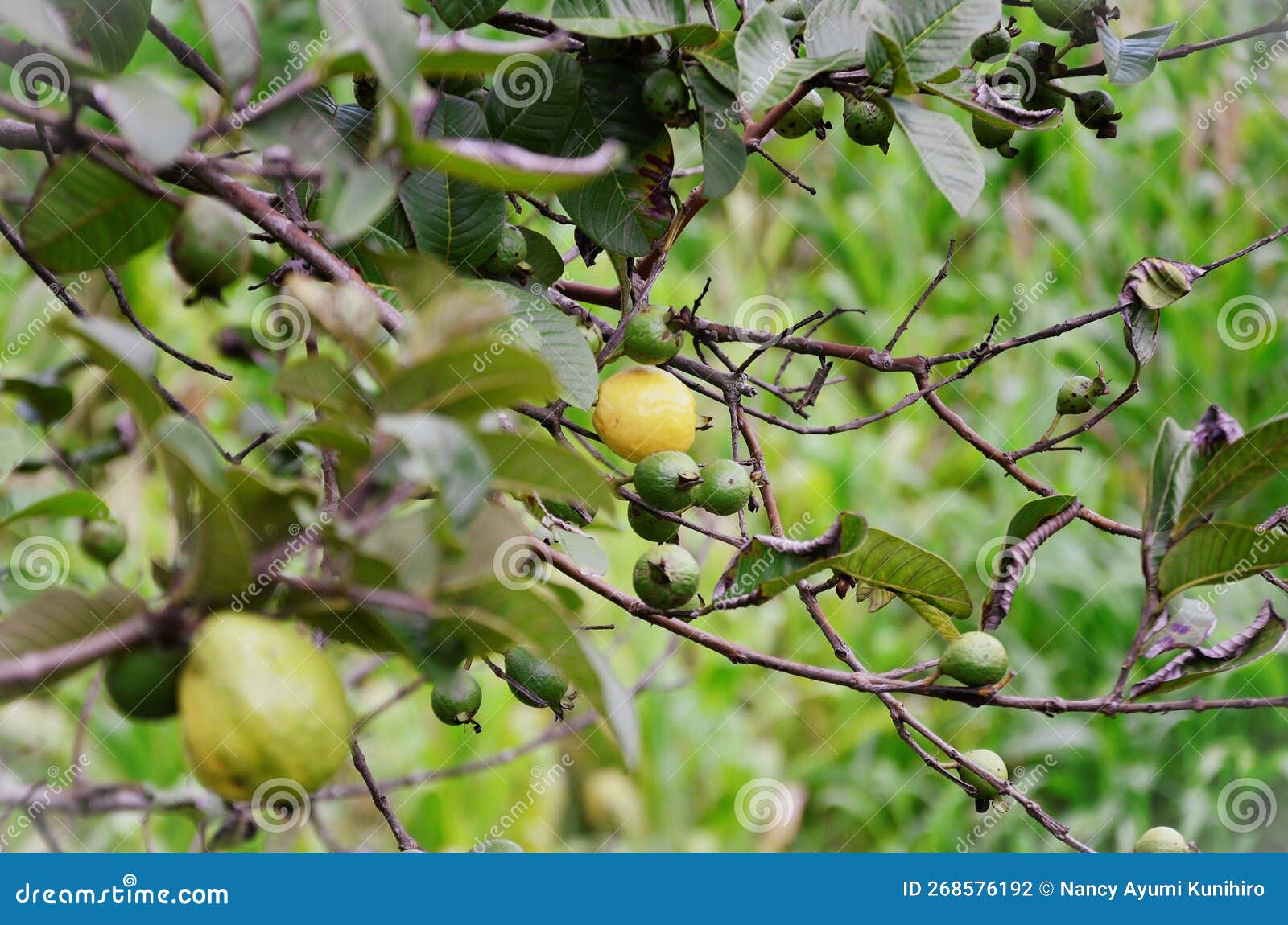 ripe and unripe fruits of psidium guajava