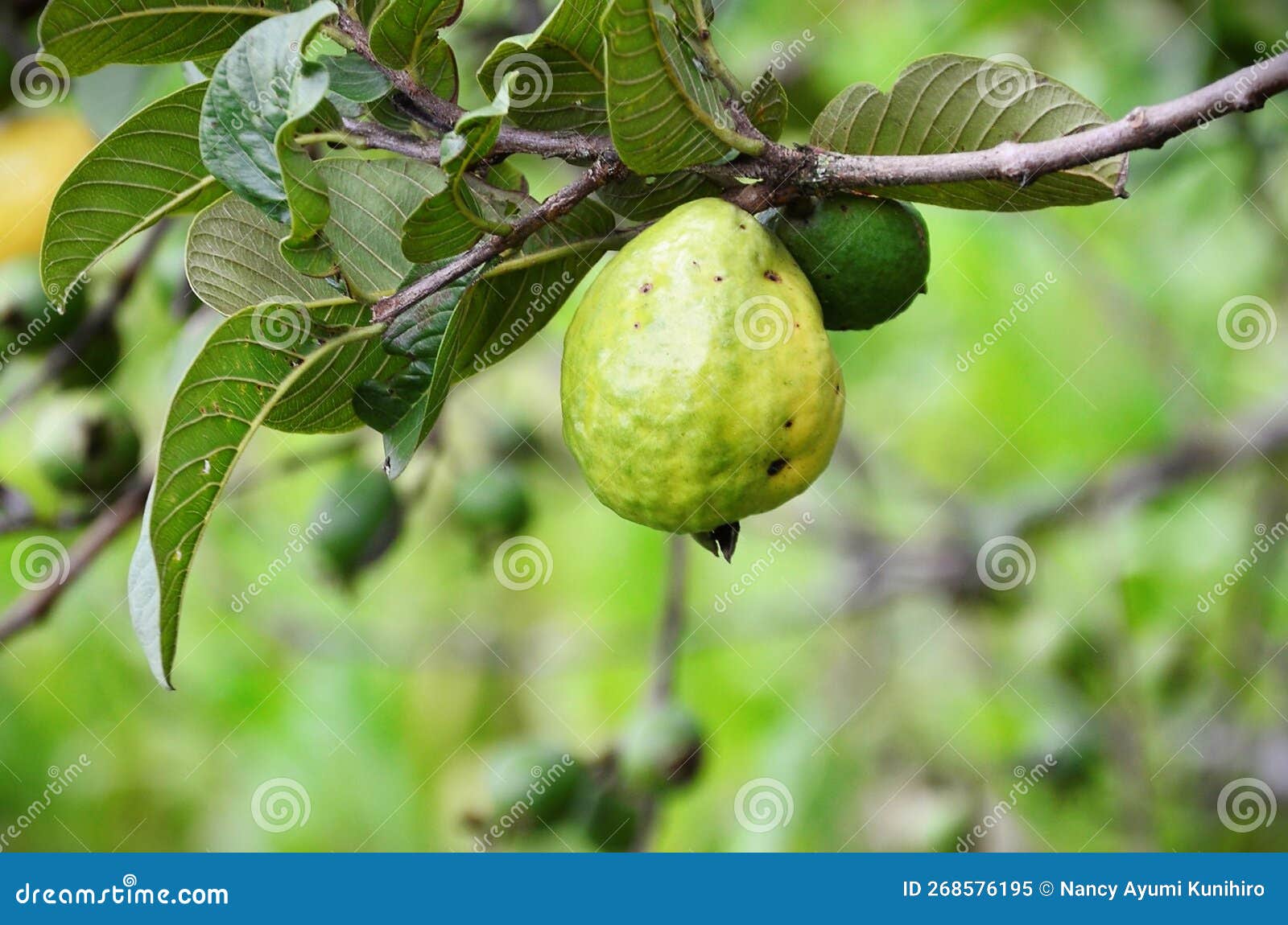 a ripening fruit of psidium guajava