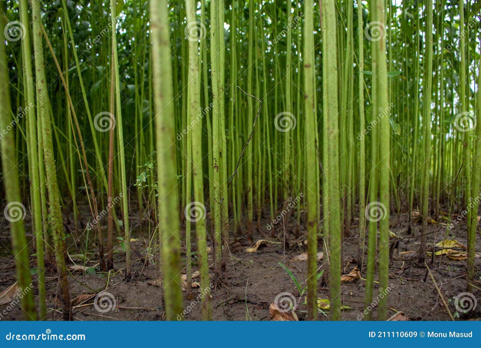 The Field is Full of Jute. Rows of Arranged Jute. the Images are of