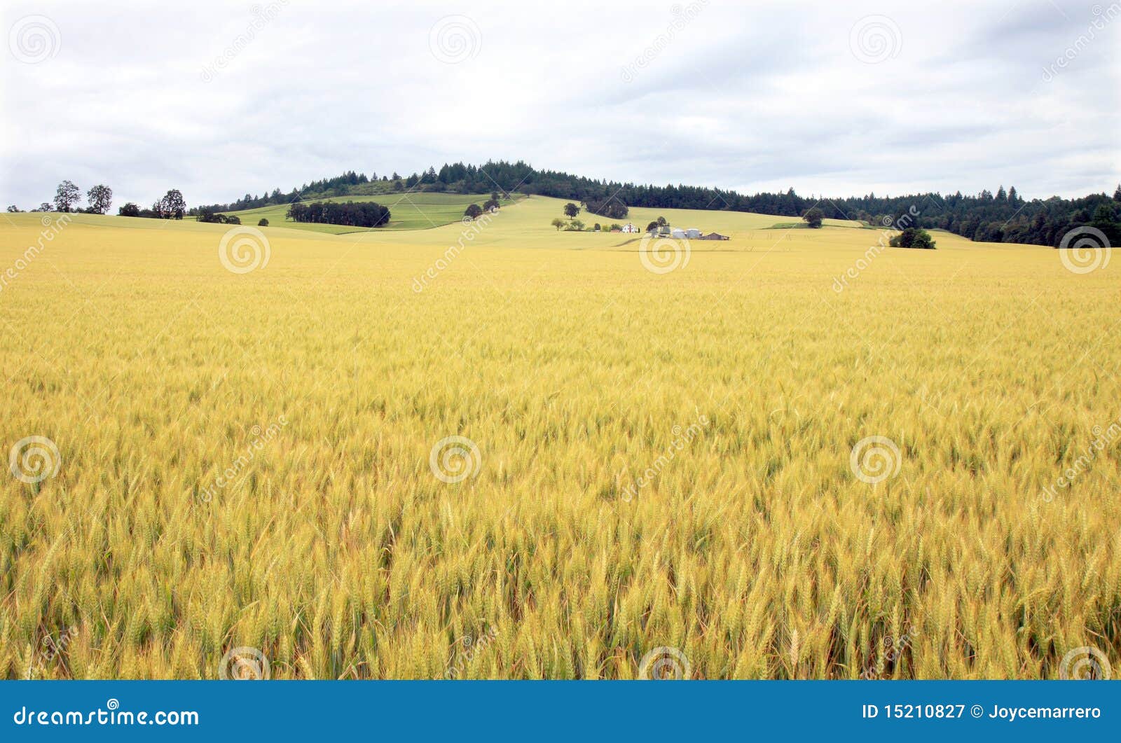 golden grain farms wisconsin golden grain farms wisconsin