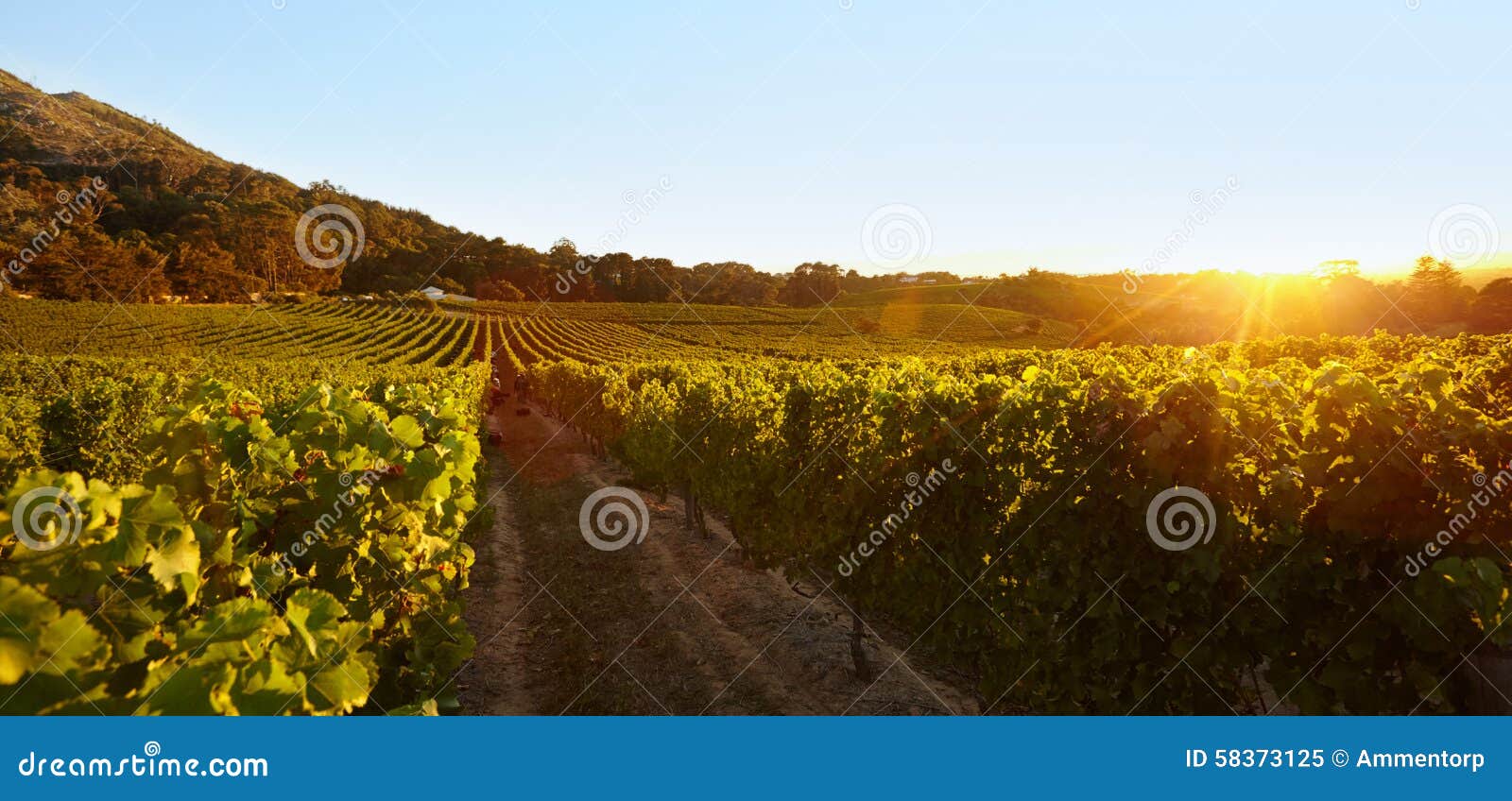 Field of Grape Vines Under Clear Blue Sky Stock Image Image of