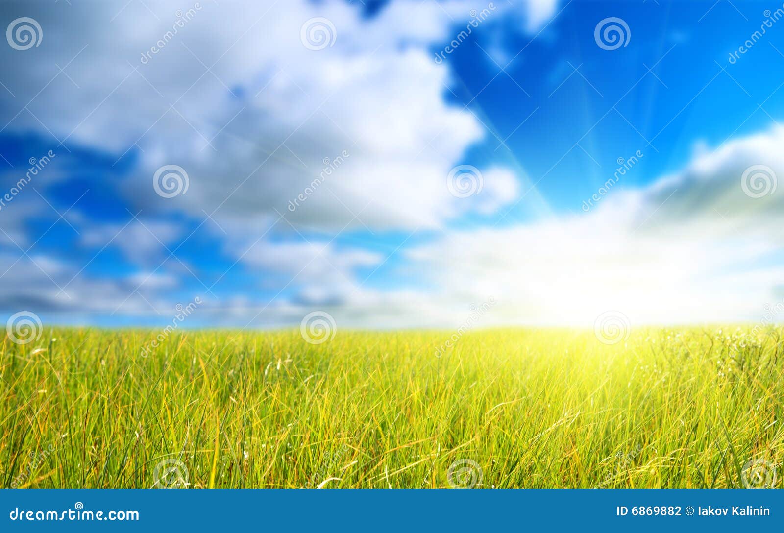 Field of Grass and Blue Sky Stock Photo Image of background, meadow