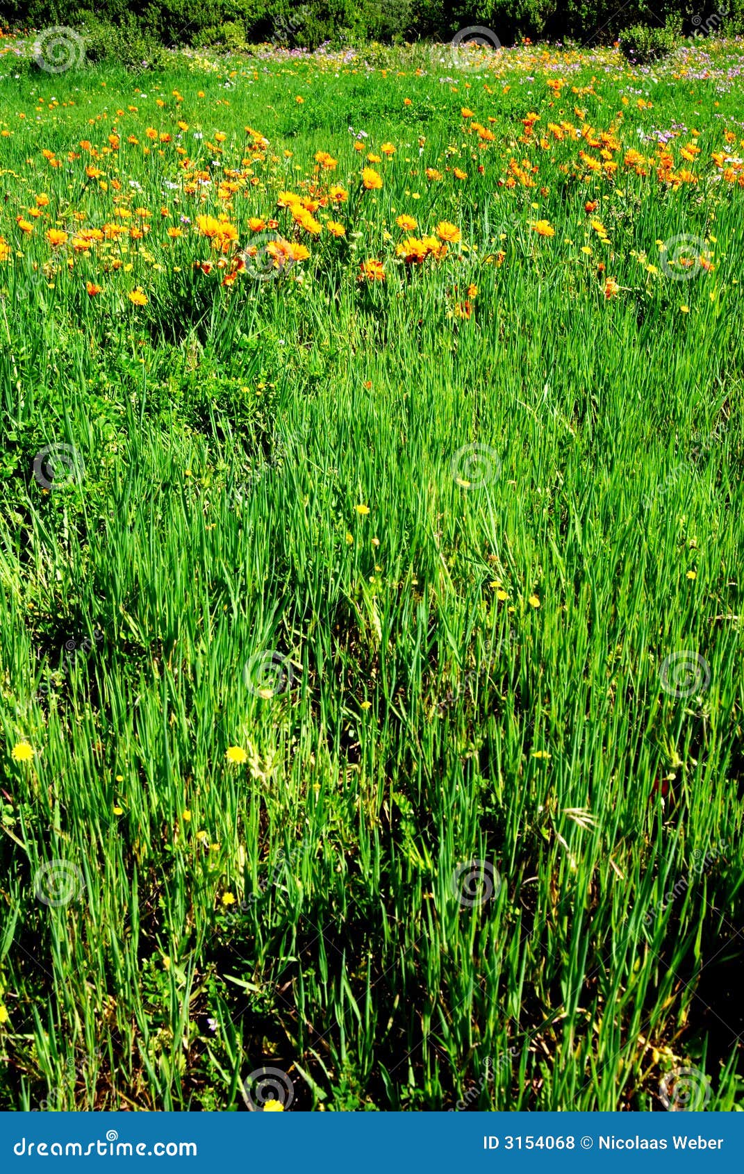 Field of Grass with Orange Flowers Stock Photo Image of mountain, bloom 3154068