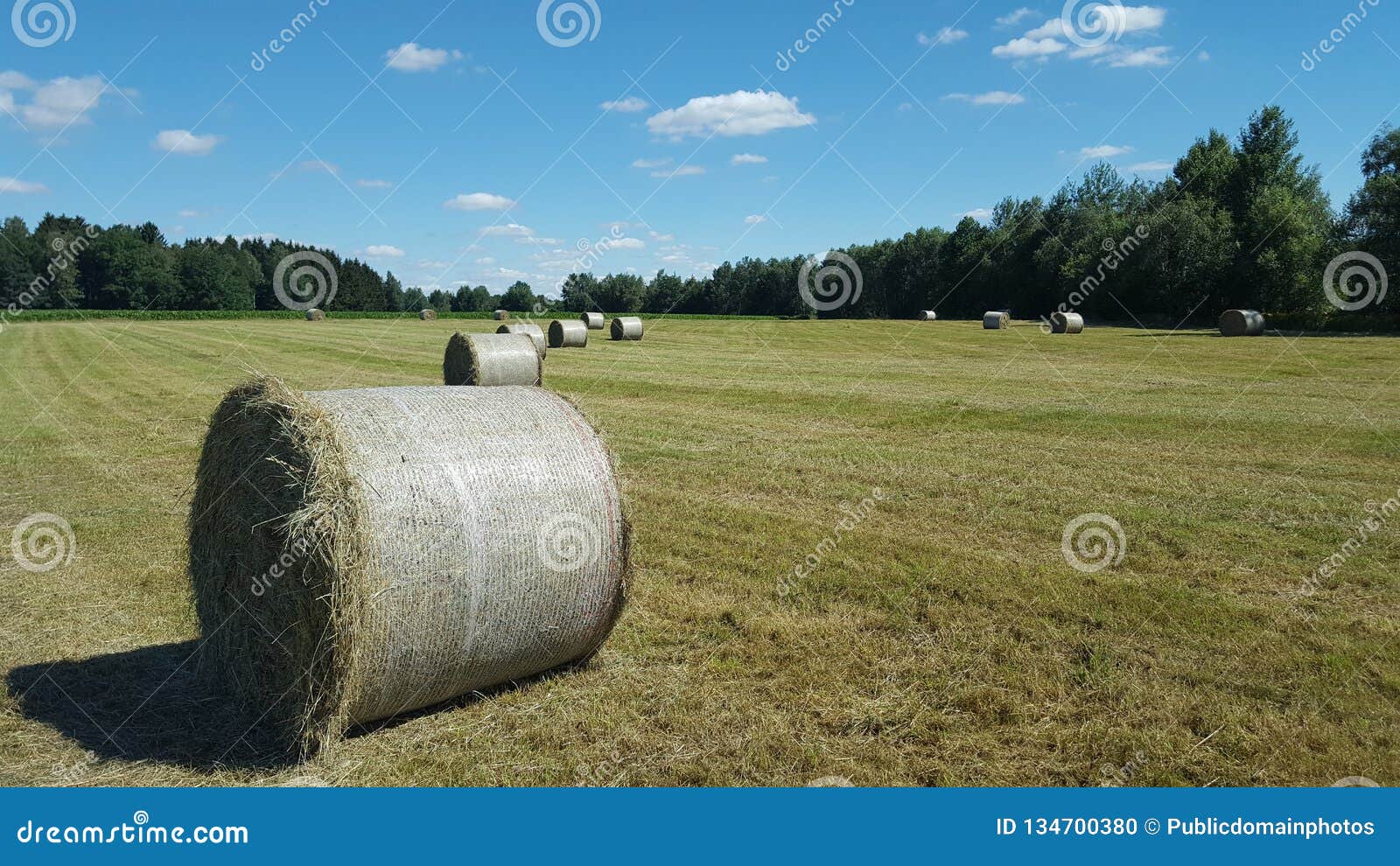 Field, Grassland, Hay, Pasture Picture. Image 134700380