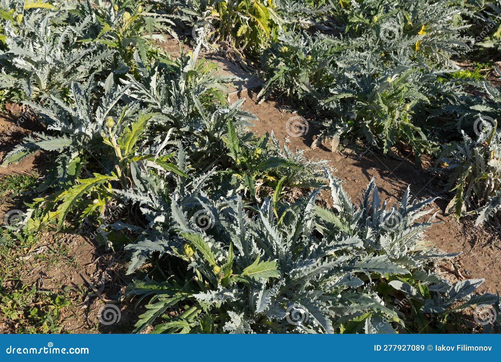 Field of green artichokes stock image. Image of rural 277927089