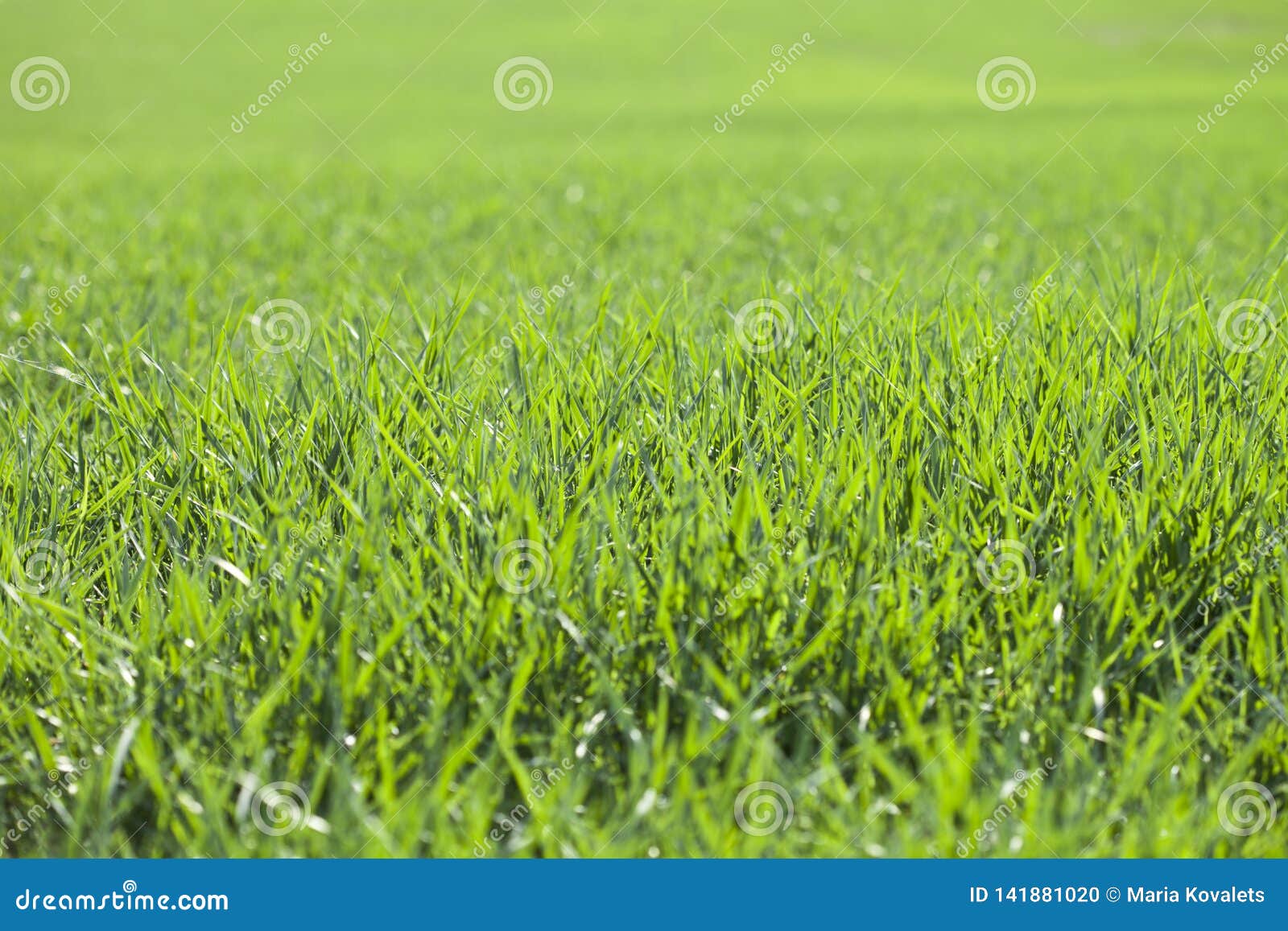 Field of green grass stock photo. Image of clouds, macro - 141881020