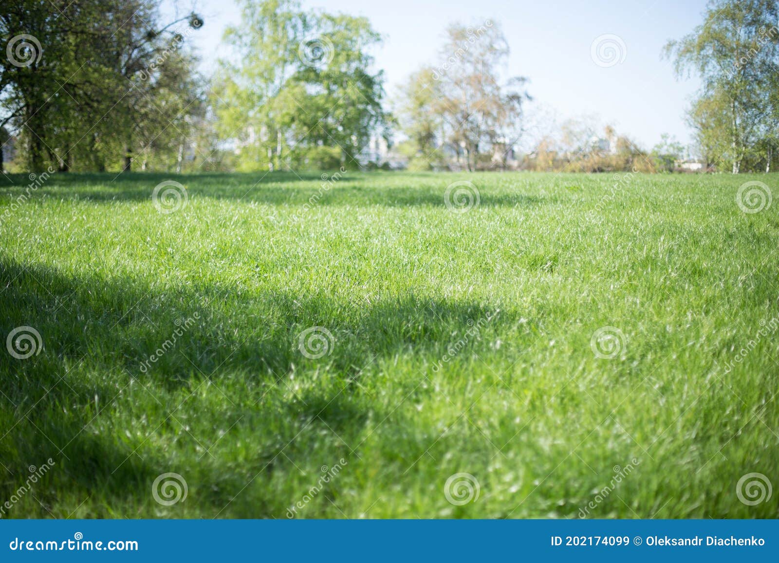 Field with Green Grass and Tree on Background Stock Image Image of