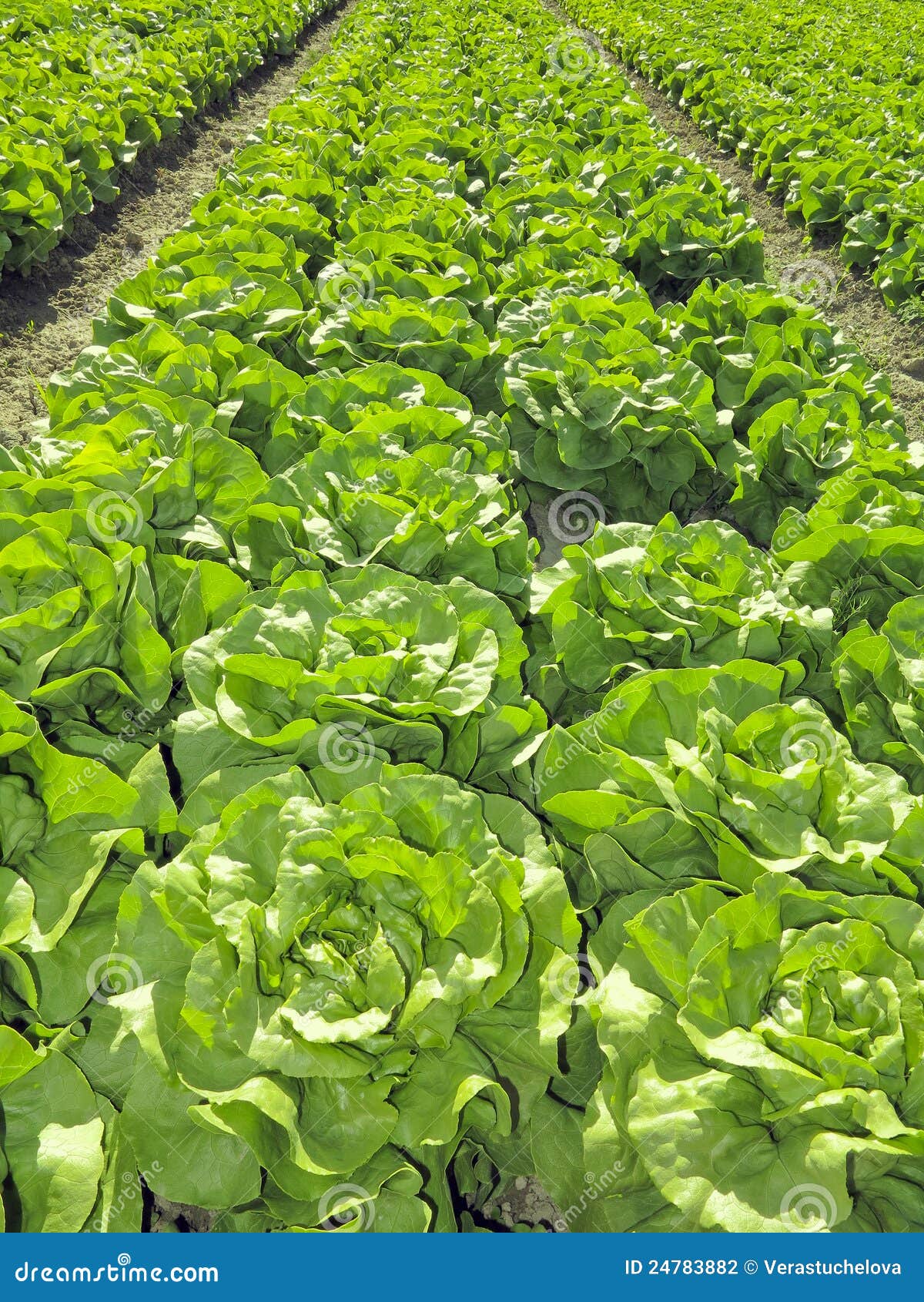 Field with green lettuce stock photo. Image of vegetable 24783882