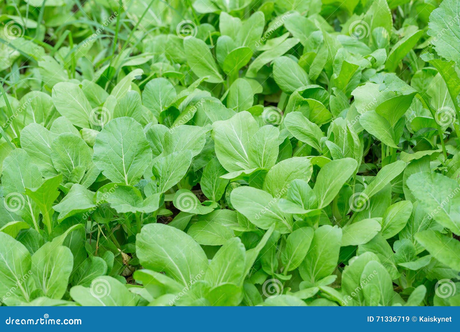 Field of green lettuce stock image. Image of farming 71336719