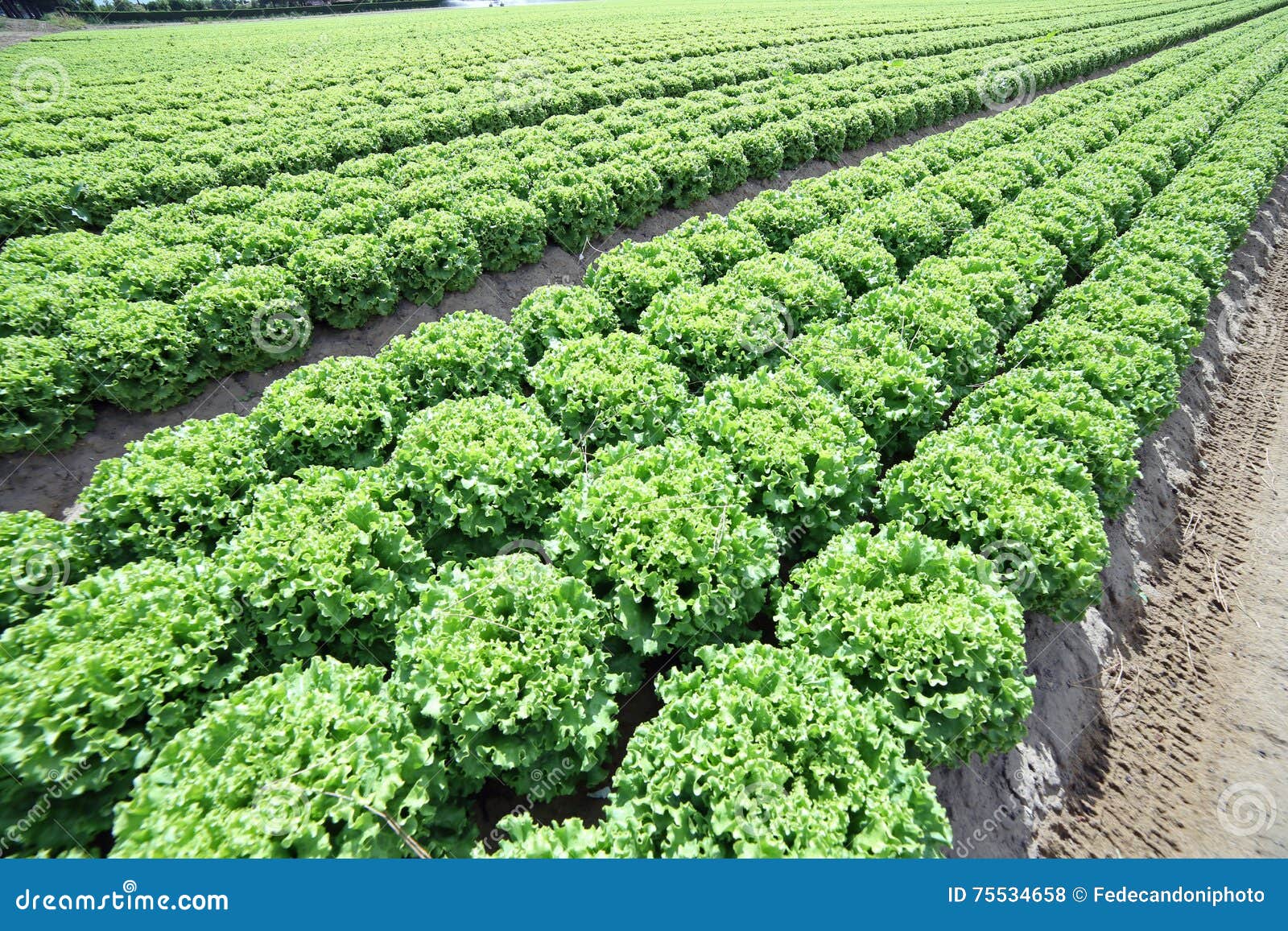 Field of Green Lettuce Grown on Soil Stock Photo Image of drought