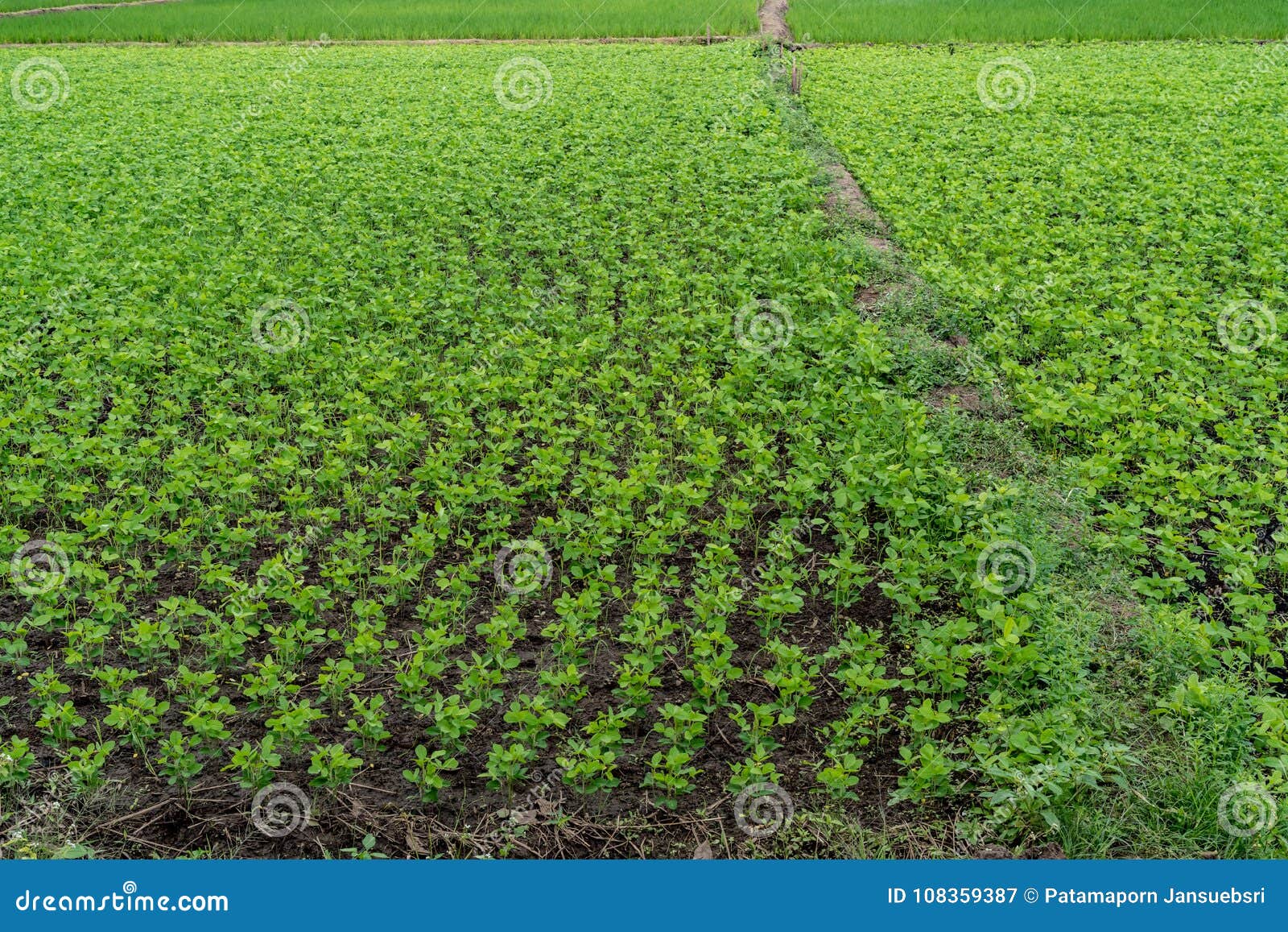 Field of green plants stock image. Image of field, nature 108359387