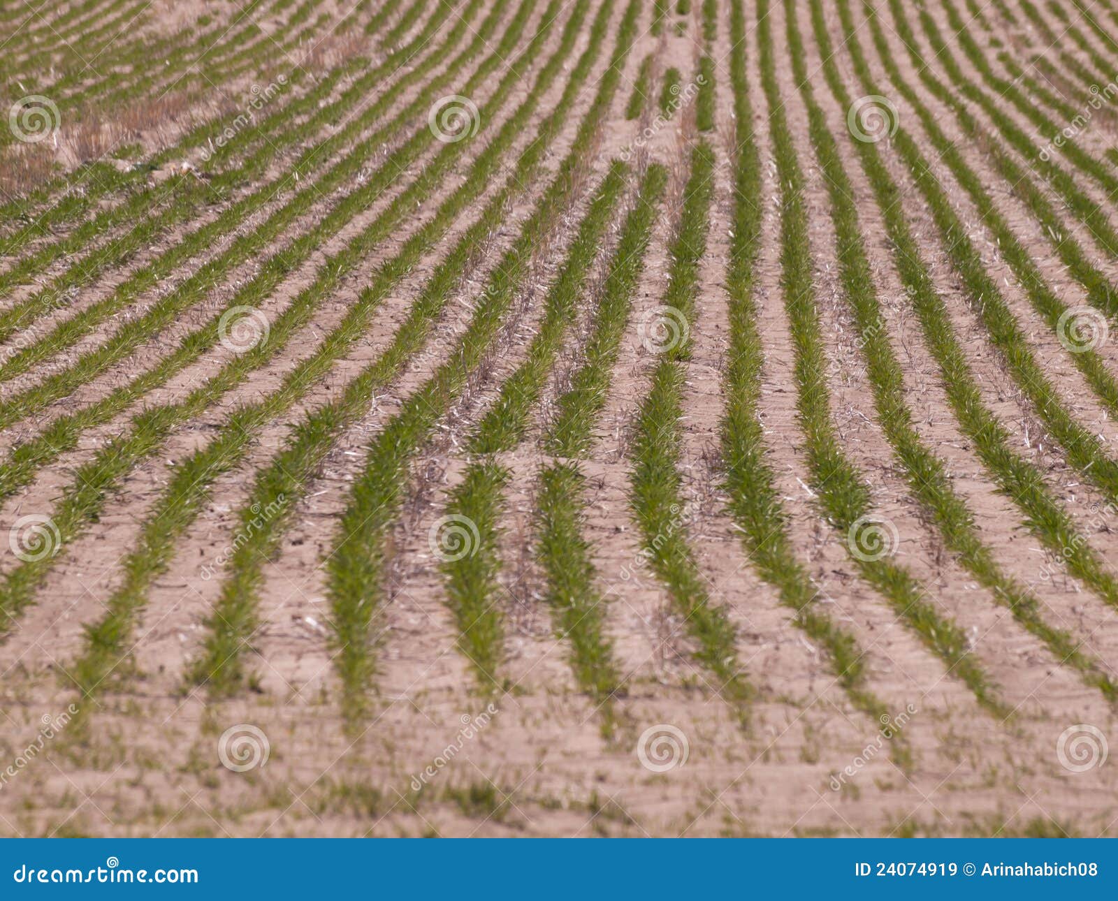 Field of greens stock image. Image of farm, fresh, agriculture 24074919
