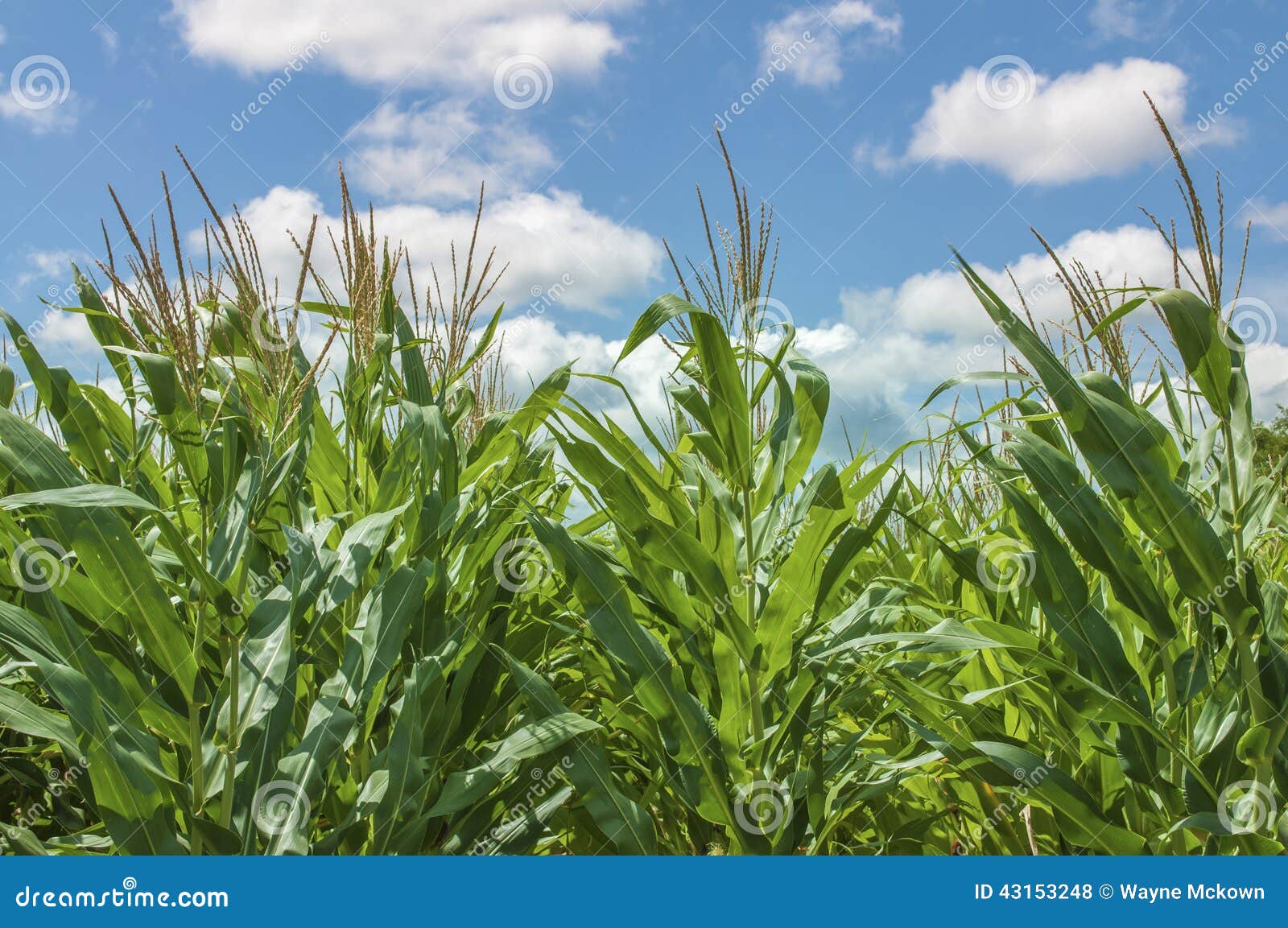 Field of growing corn stock photo. Image of earth, food 43153248