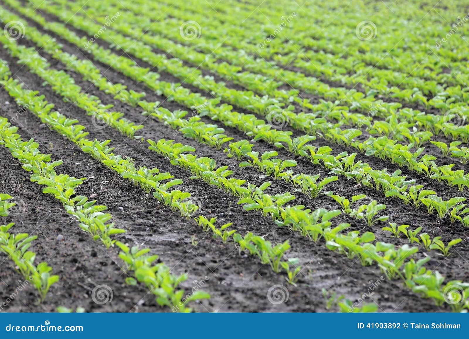 Field of Growing Sugar Beet Stock Photo Image of land, countryside 41903892