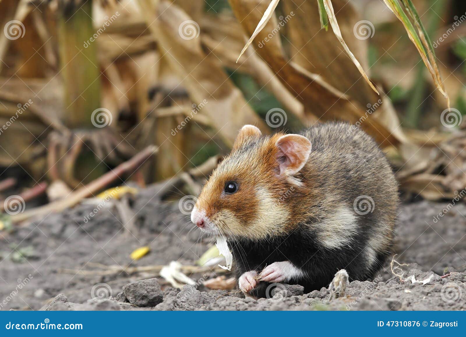Field hamster eat stock photo. Image of environment, hand 47310876