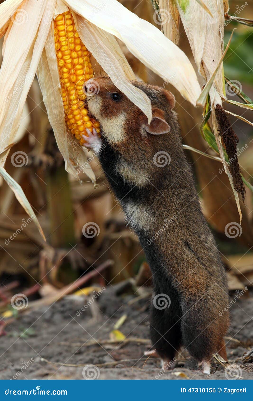 field hamster gather maize