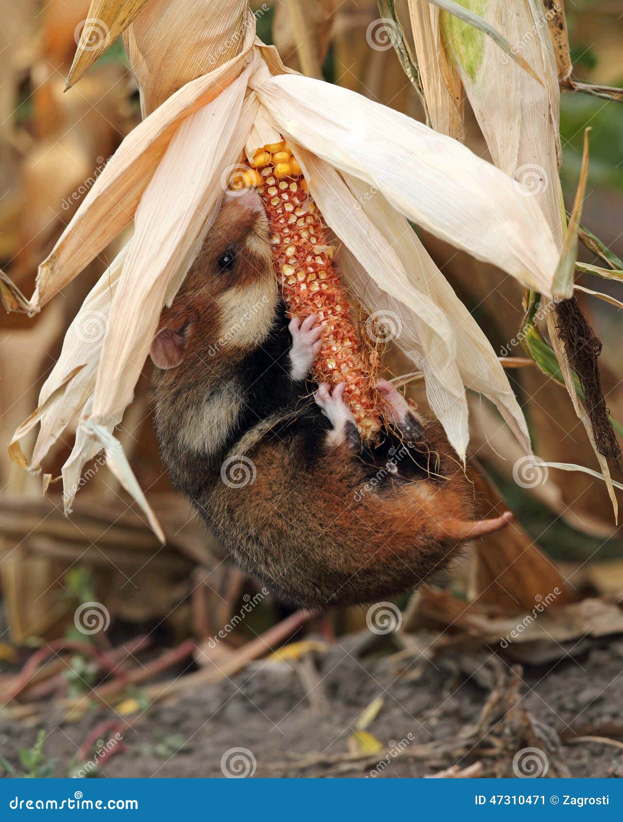 field hamster gather maize