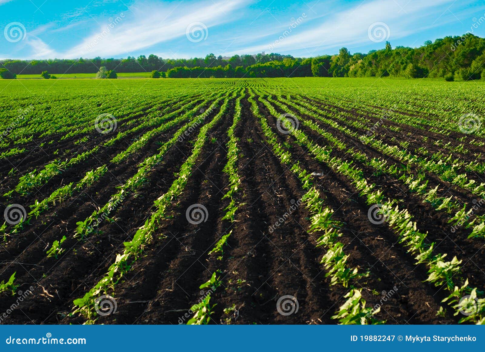 Field before the harvest stock image. Image of fresh 19882247