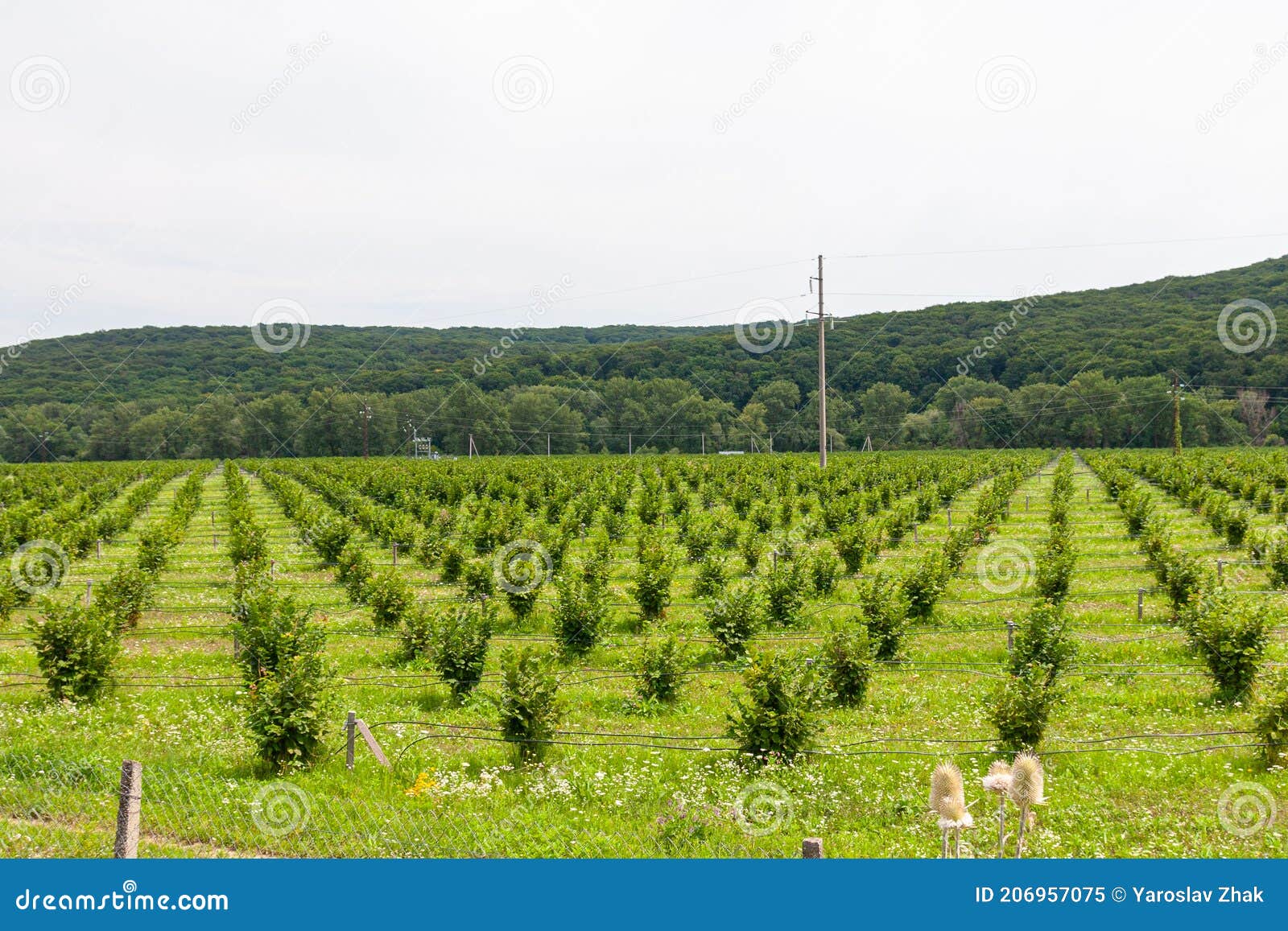 Growing Hazel. Field with Hazelnut Bushes. Drip Irrigation for Planting Hazelnuts Stock Image