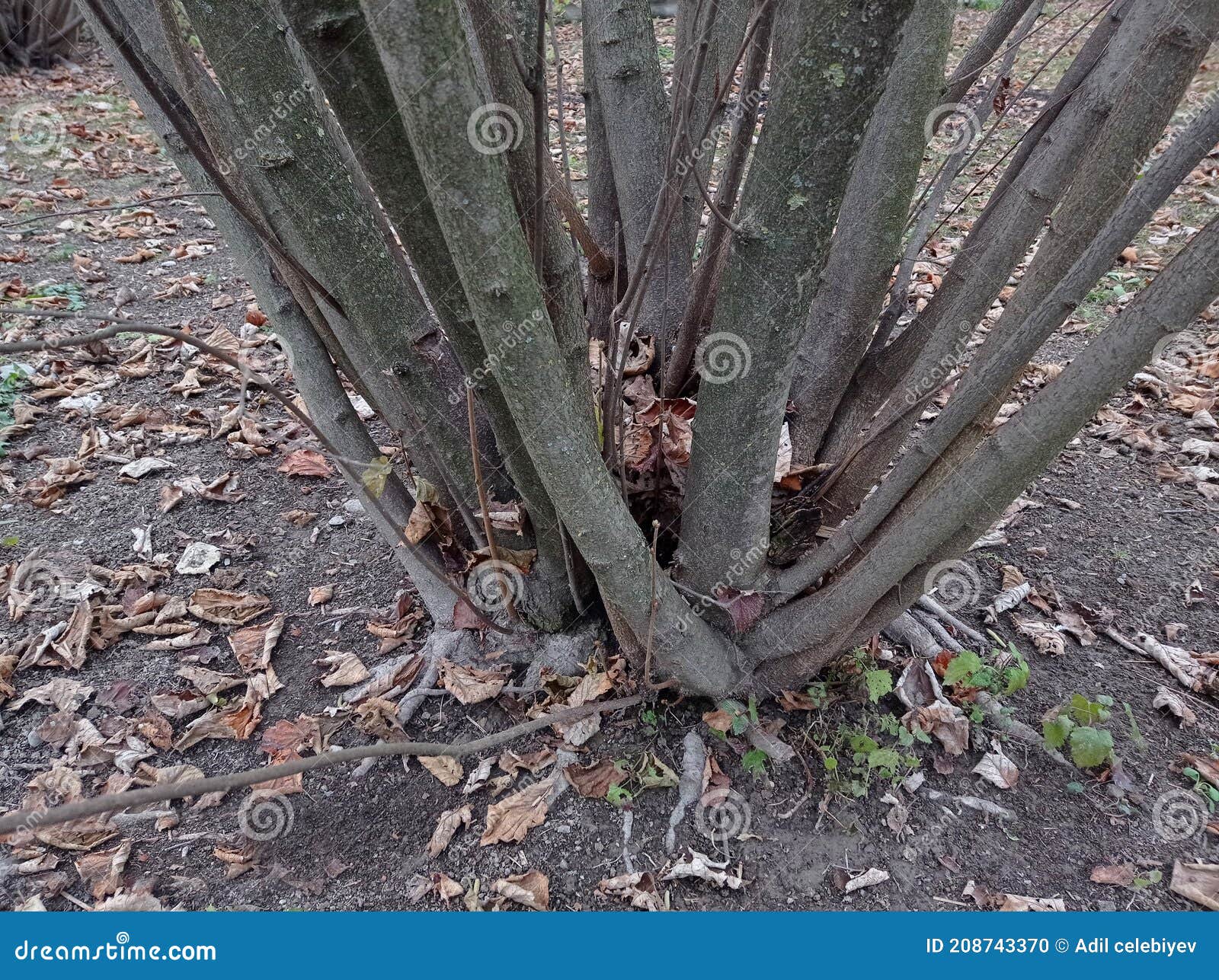 Field with Hazelnut Trees in Winter . Hazelnut Trees during the Winter