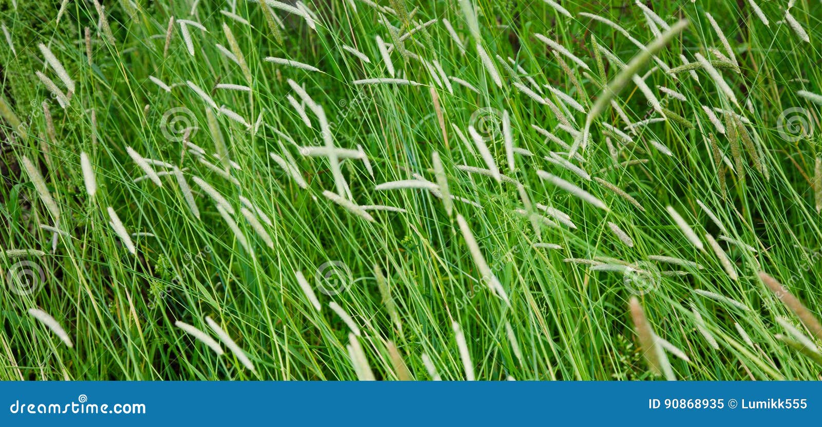 field with a high timothy grass