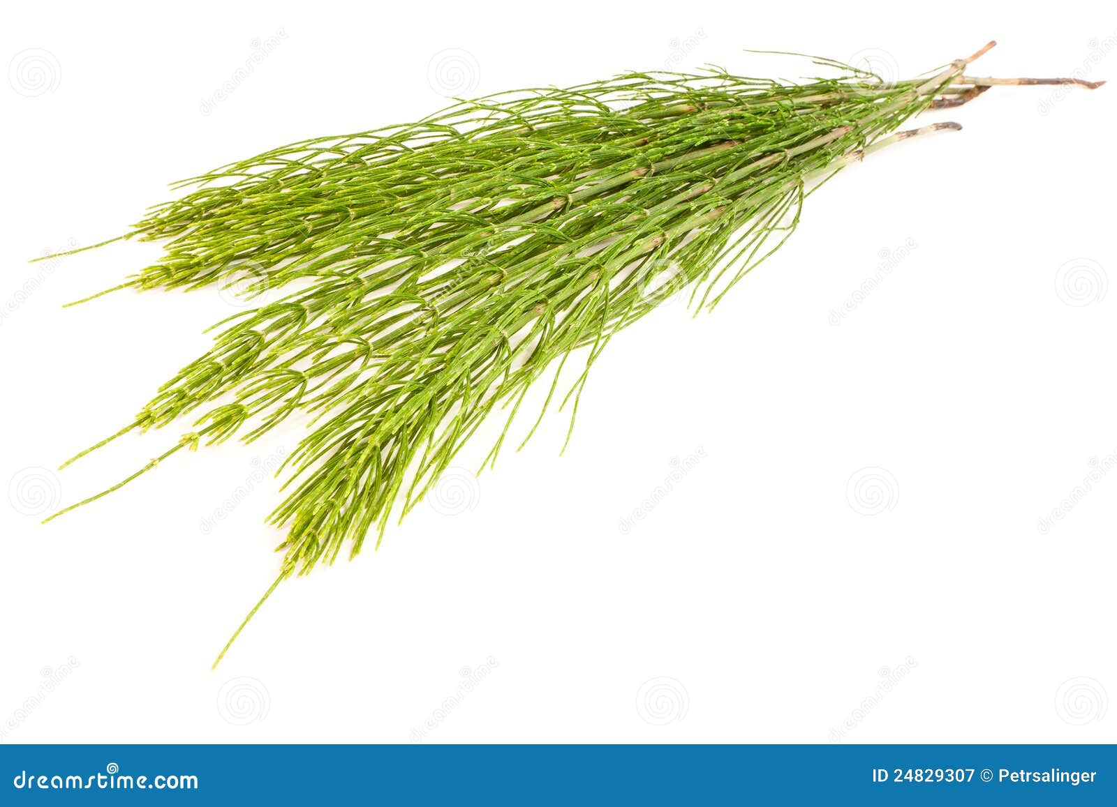 Field Horsetail stock image. Image of ingredient, hair 24829307